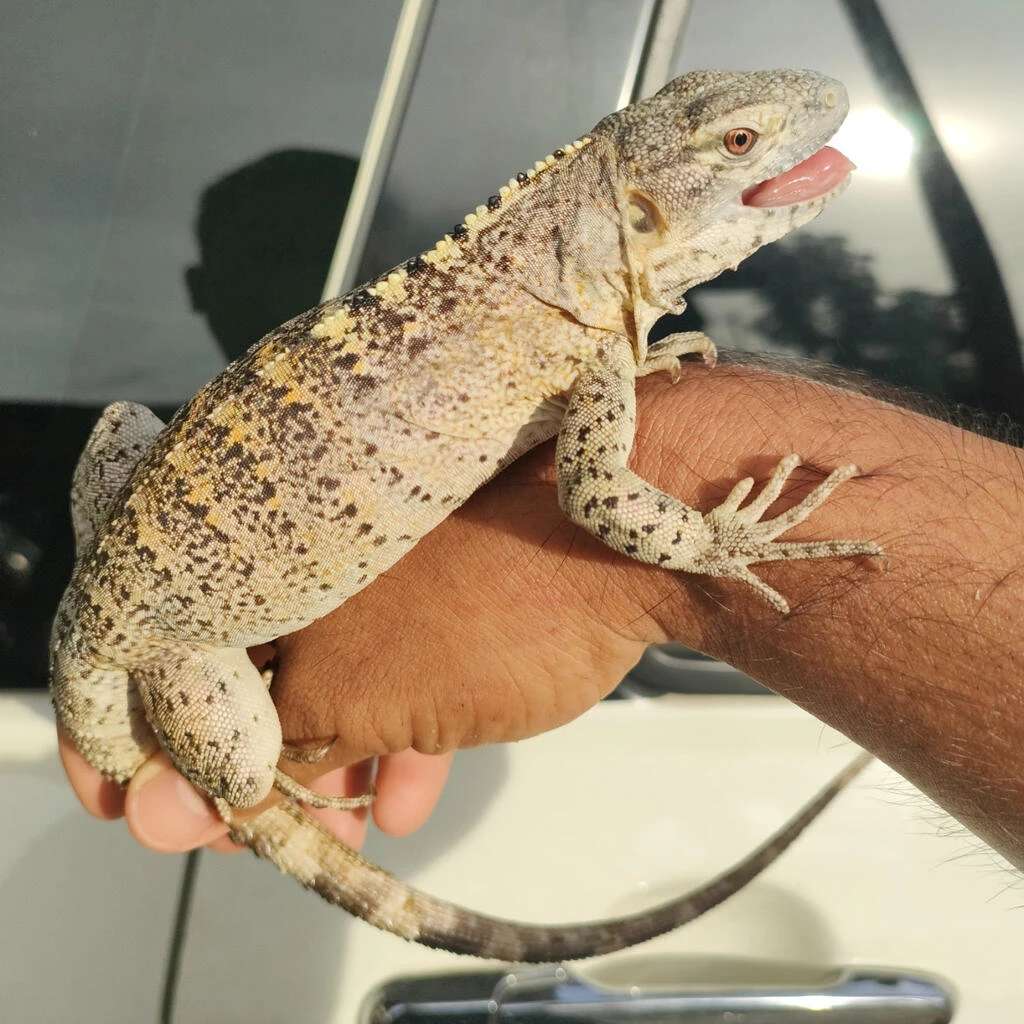 Fáze oranžové banány s ostnatým ocasem