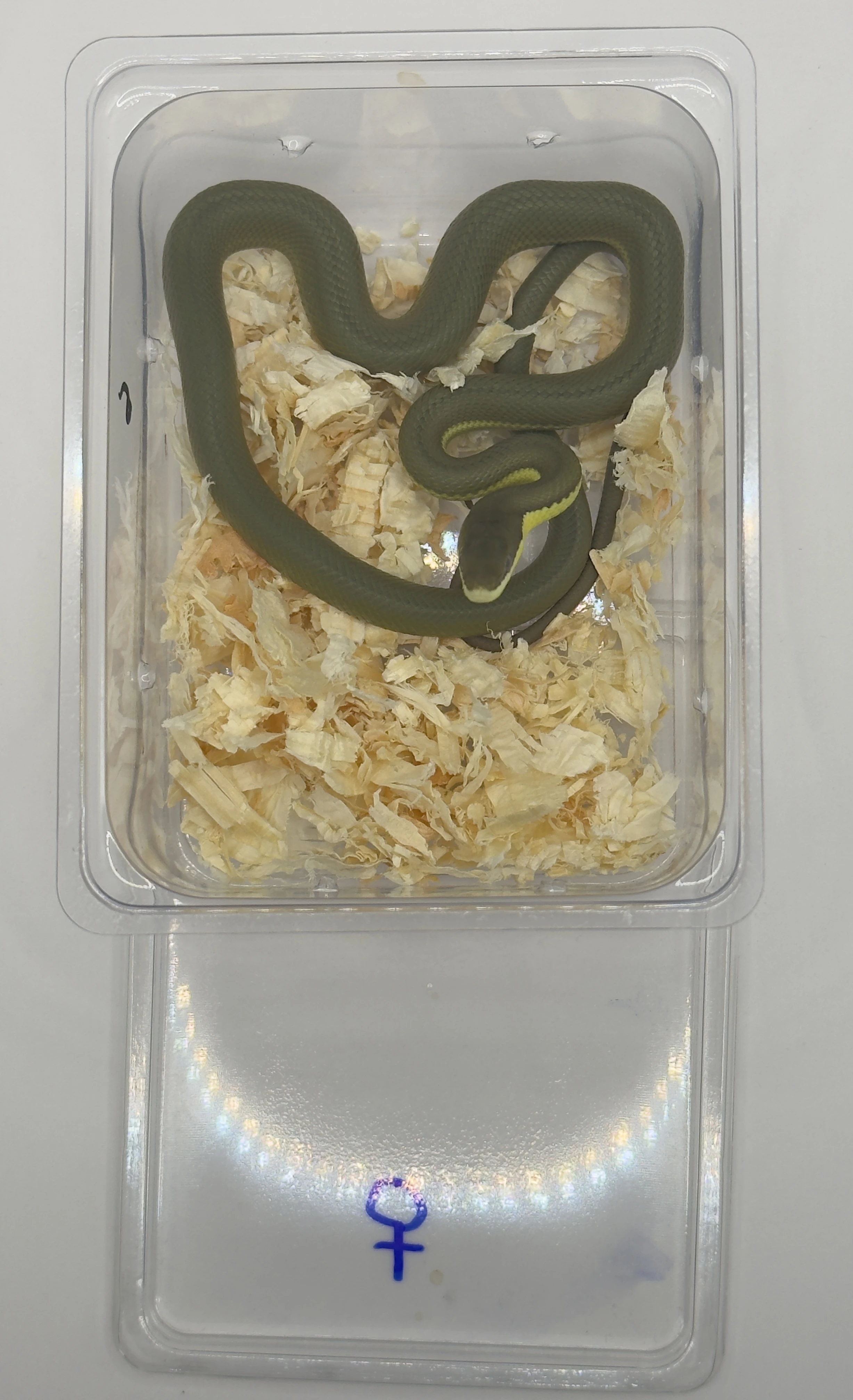 Mláďata užovka růžkatá Philodryas baroni (11/25)