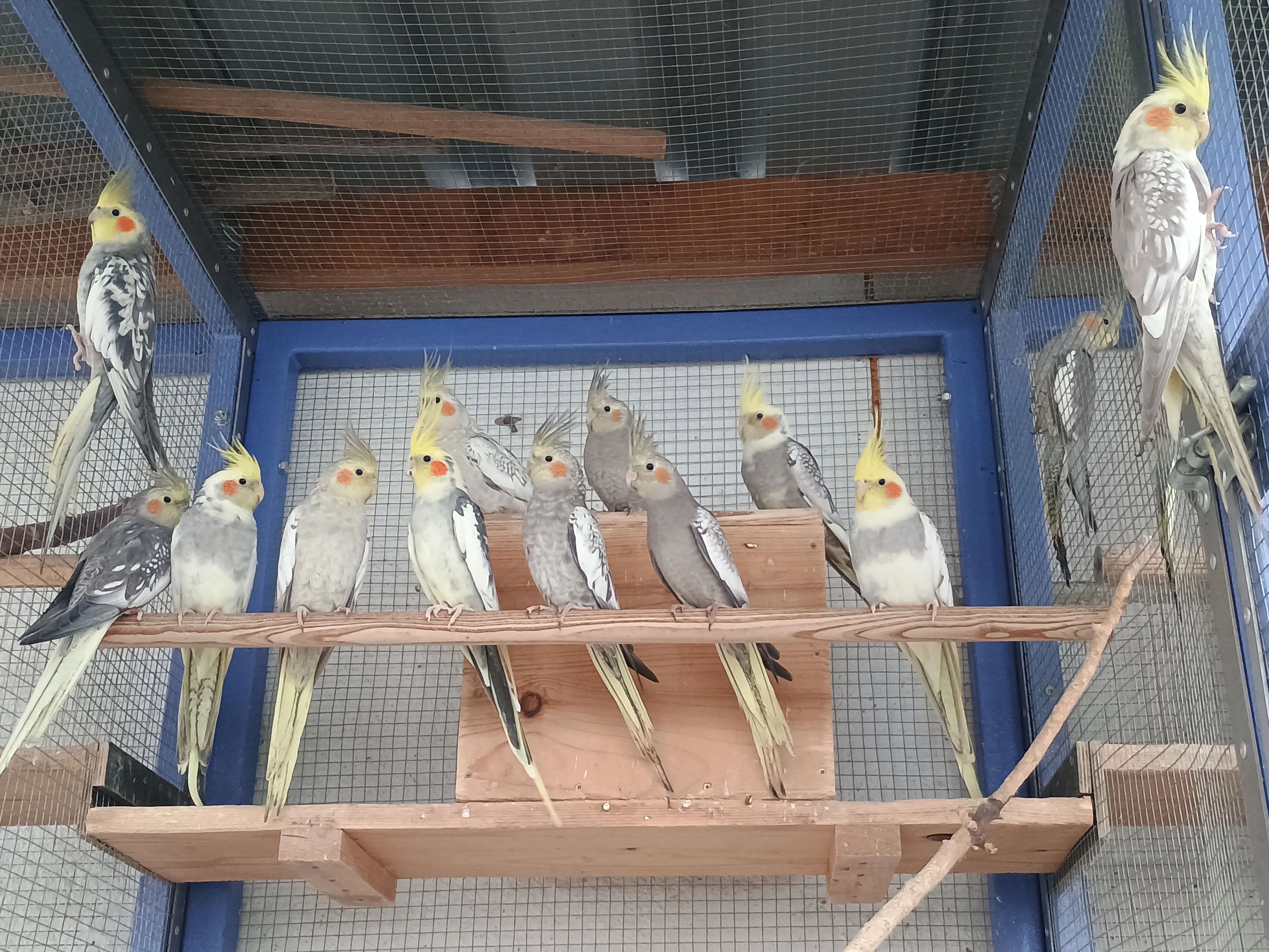 Prodám letošní korely