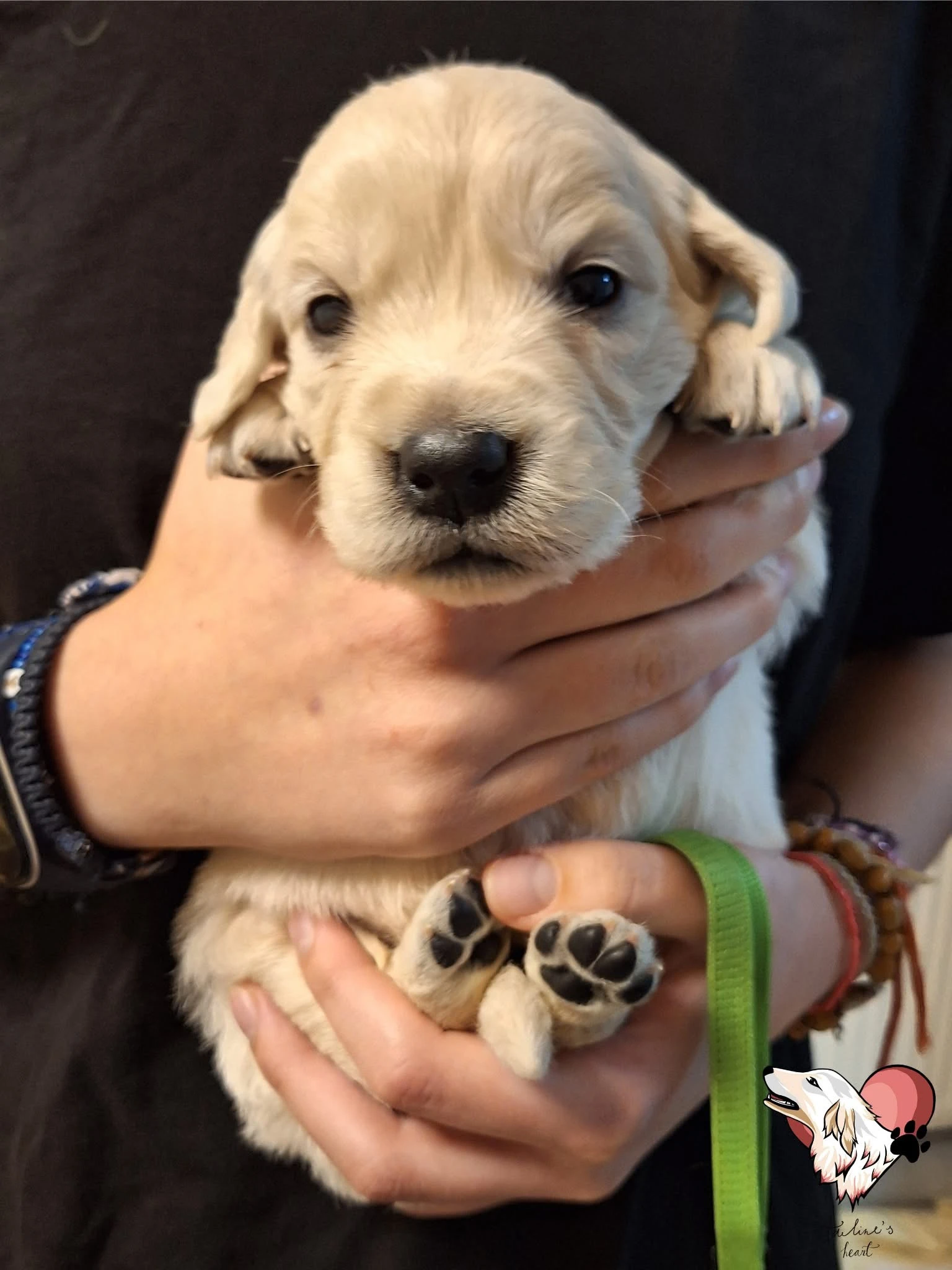 Poslední 2 štěňátka s odběrem po Novém roce