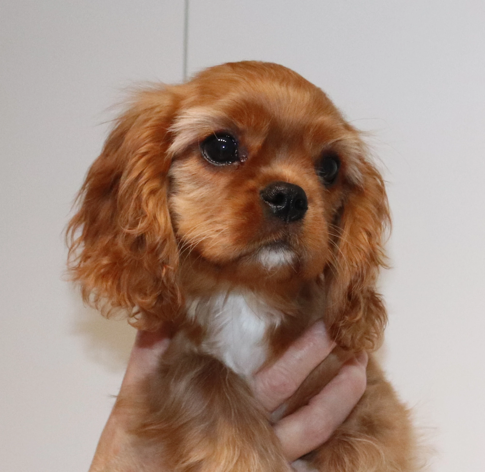 Cavalier King Charles Spaniel s PP