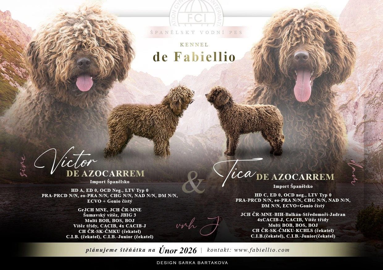 Španělský vodní pes s pp(fci-čmku)