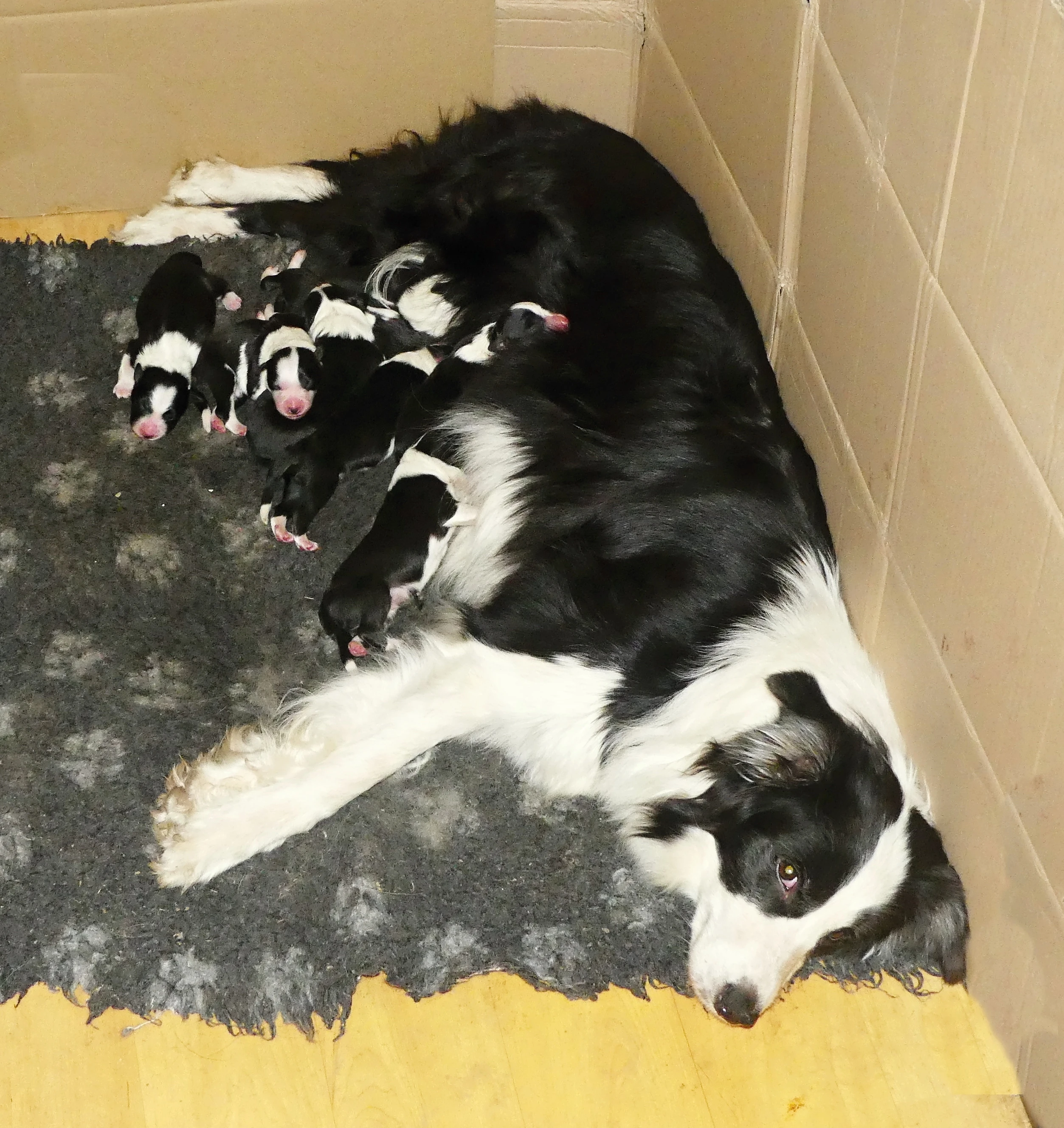  Narozený vrh v chovatelské stanici Czech Efebie 