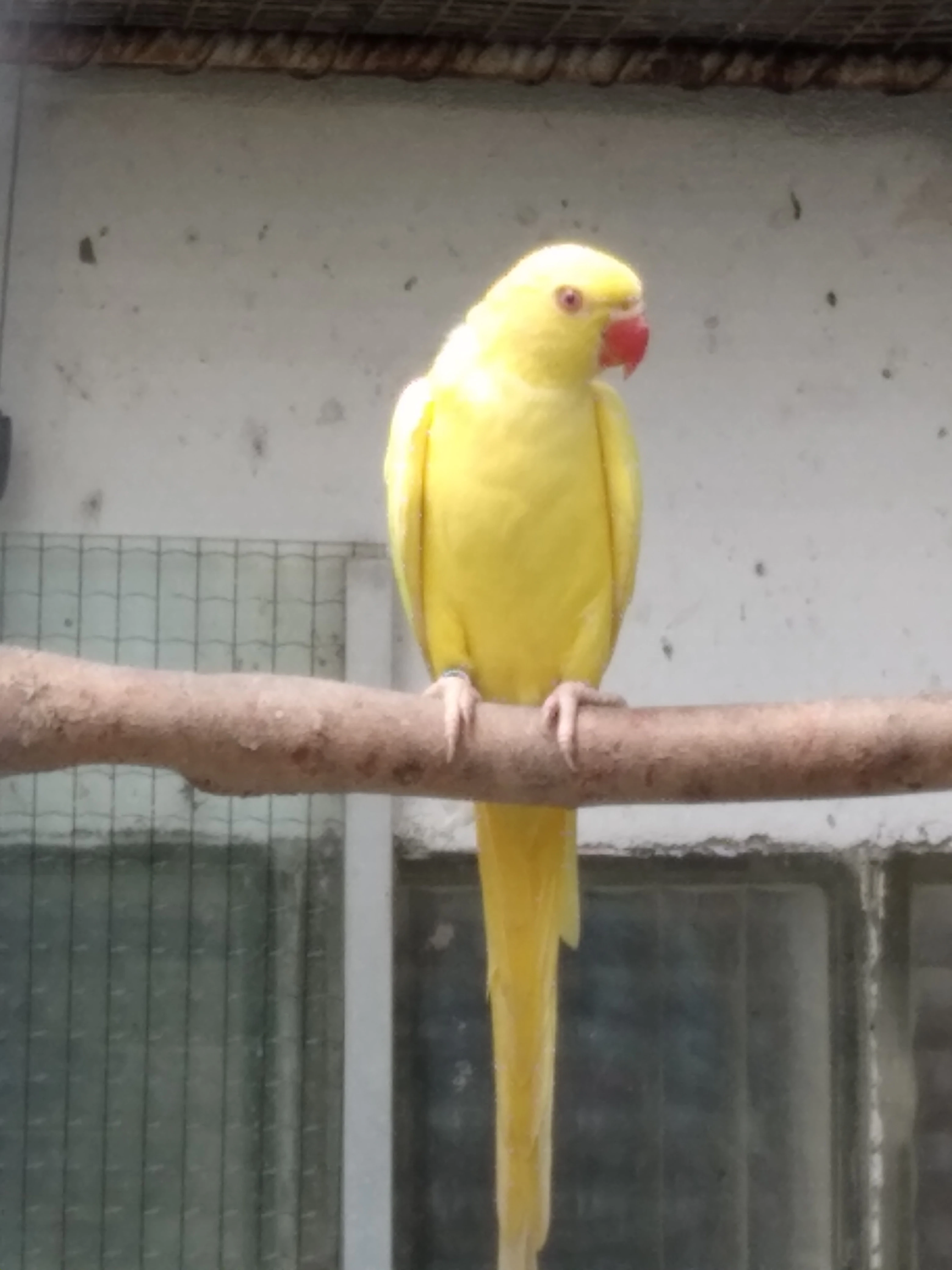 Alexandři malí a velcí