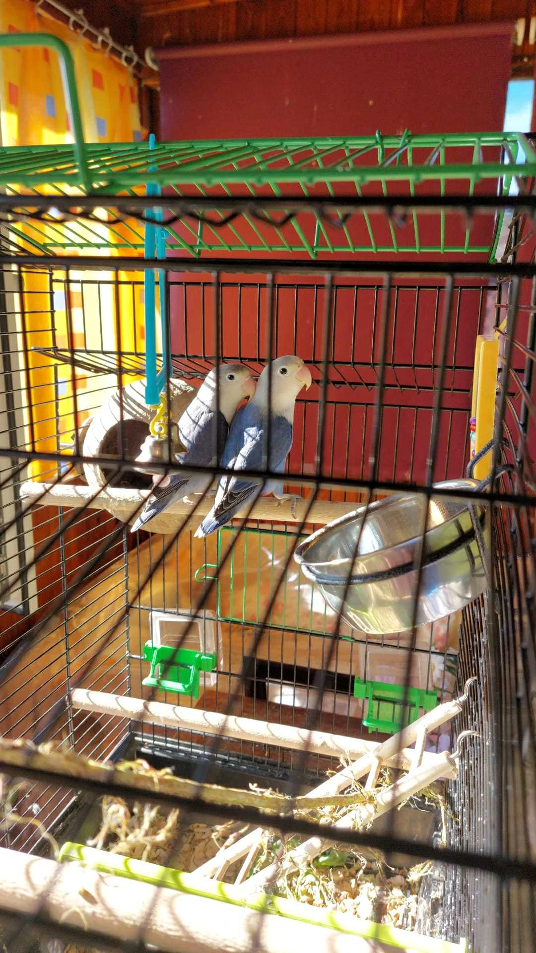 Prodám dva agapornise