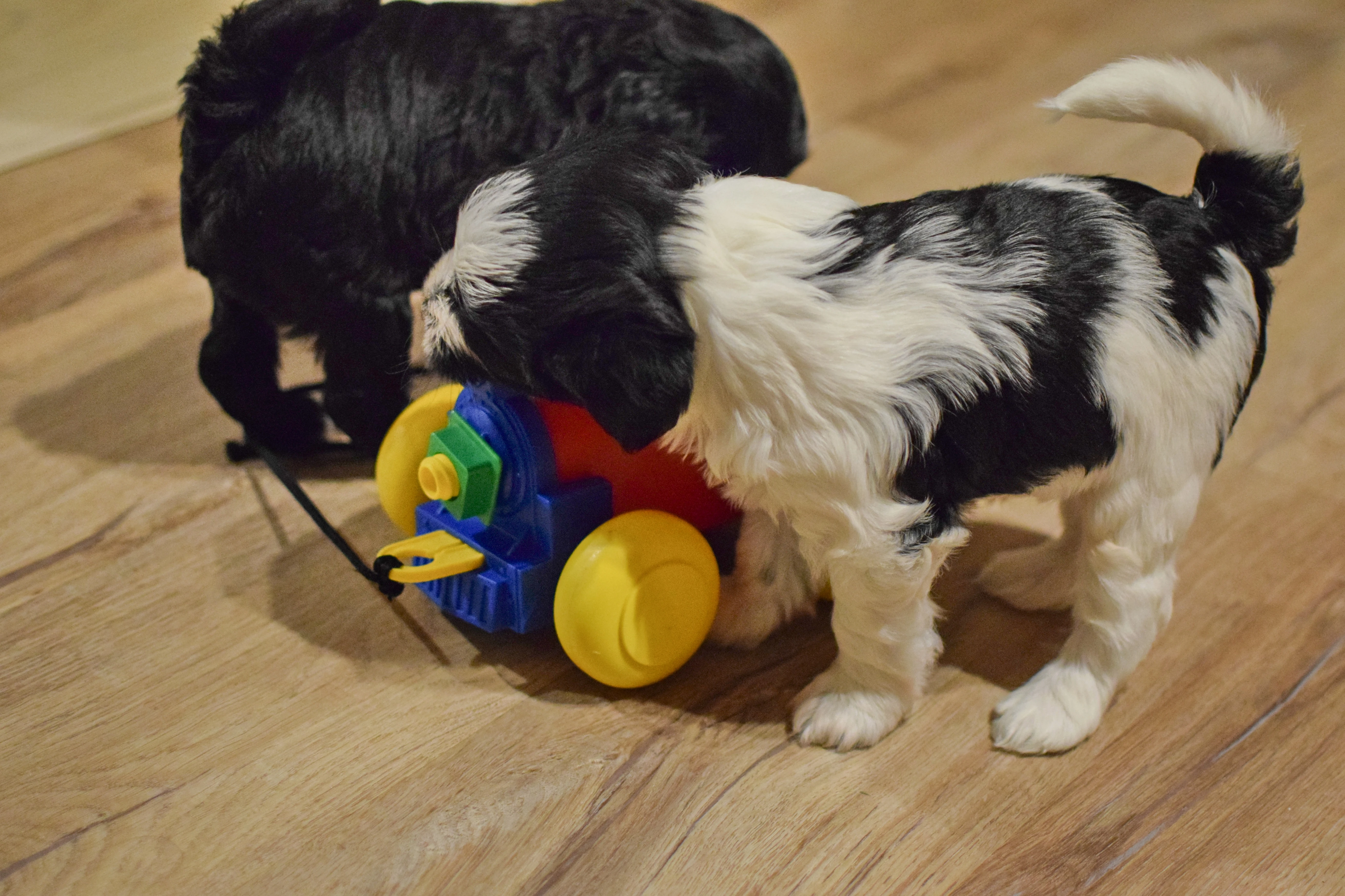 Štěňátka Tibetského teriéra