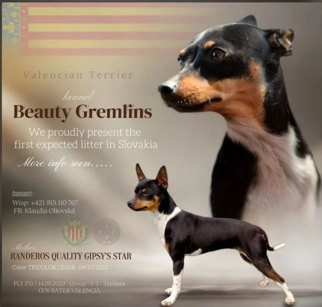 Valencian Terrier,Gos Rater Valencia,Ratonero Valenciano