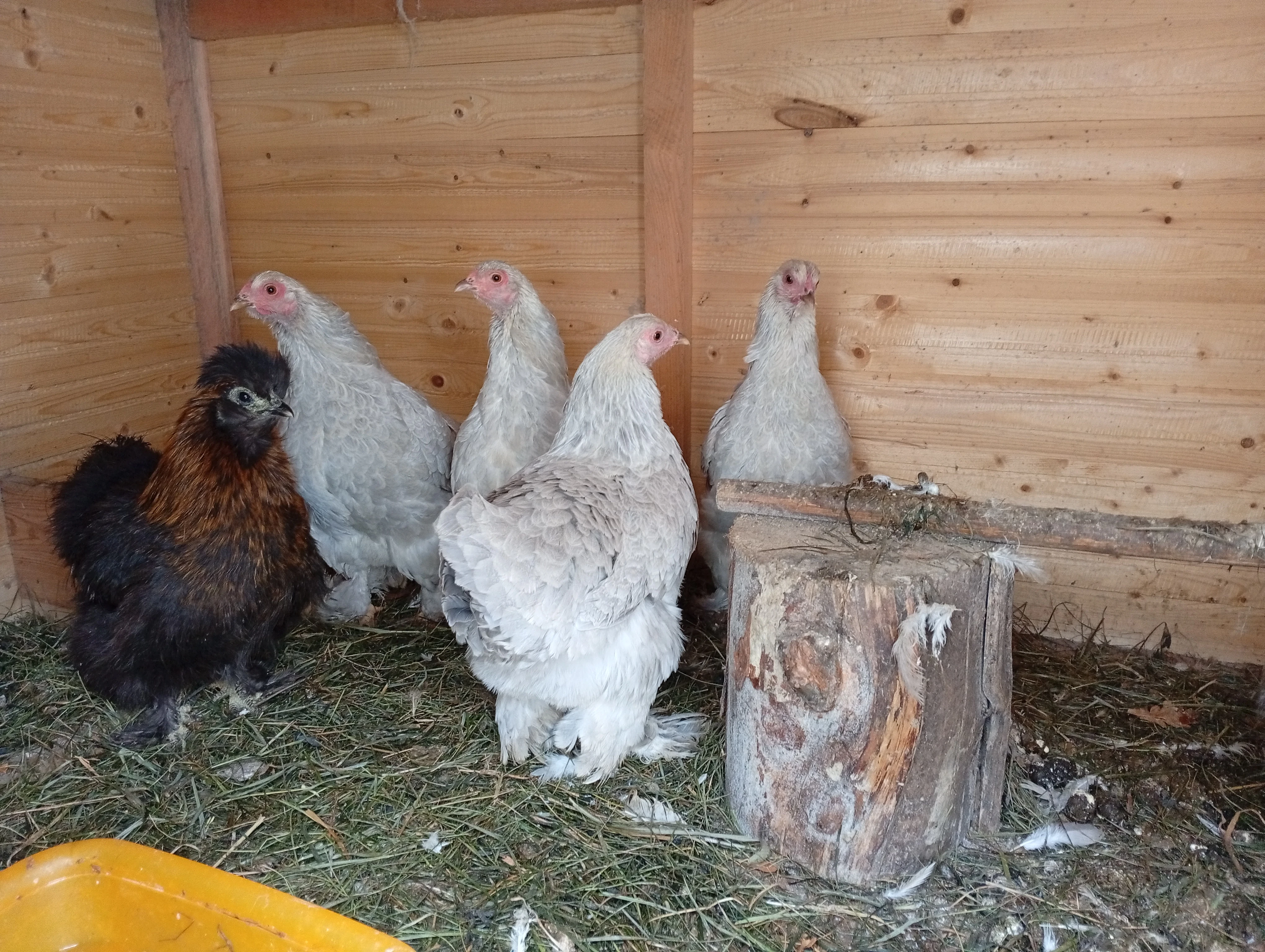 Brahmánky zdrobnělé Lavender