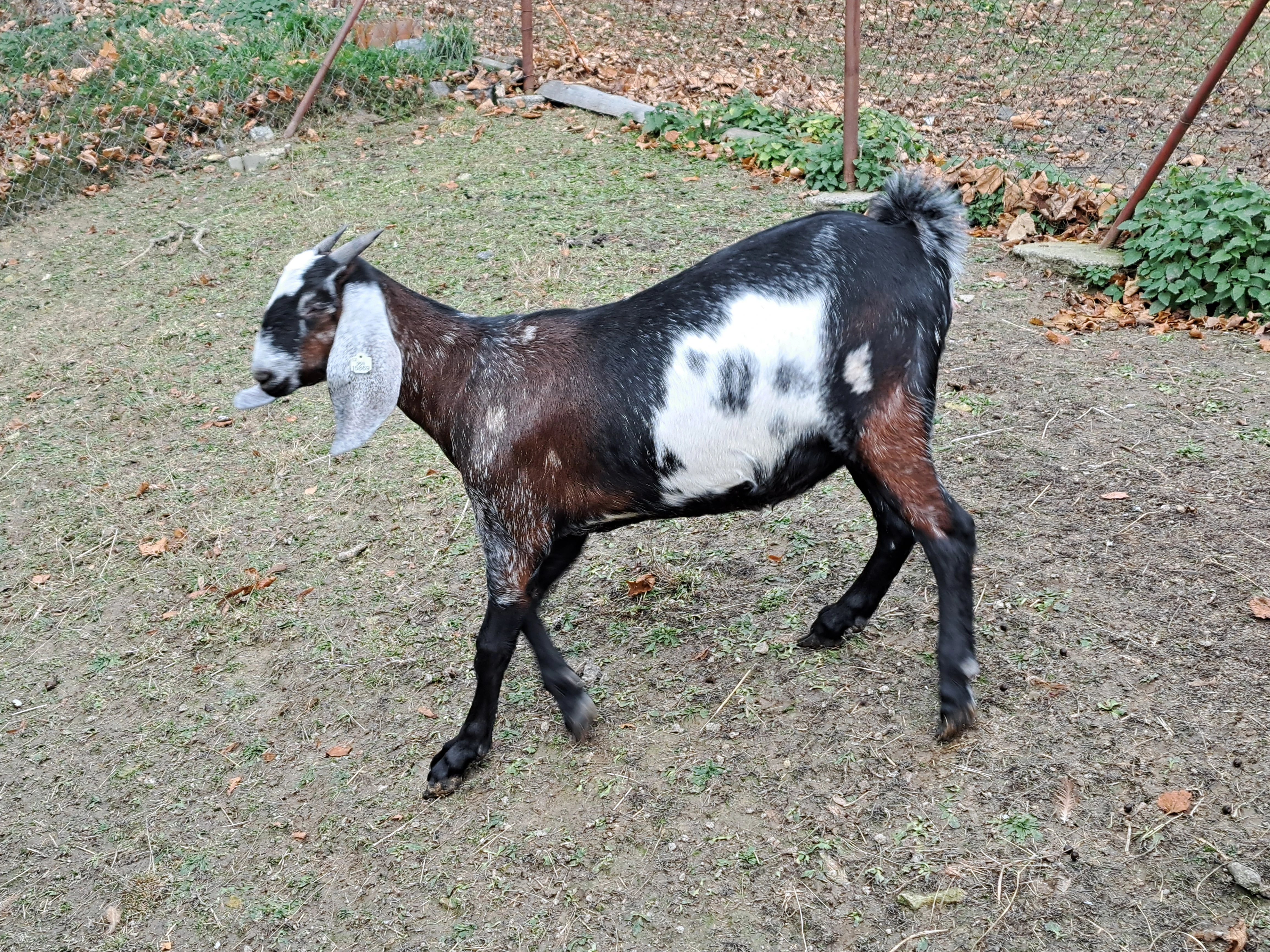 Prodám letošní 100 % AN kozičku s nárokem na POP