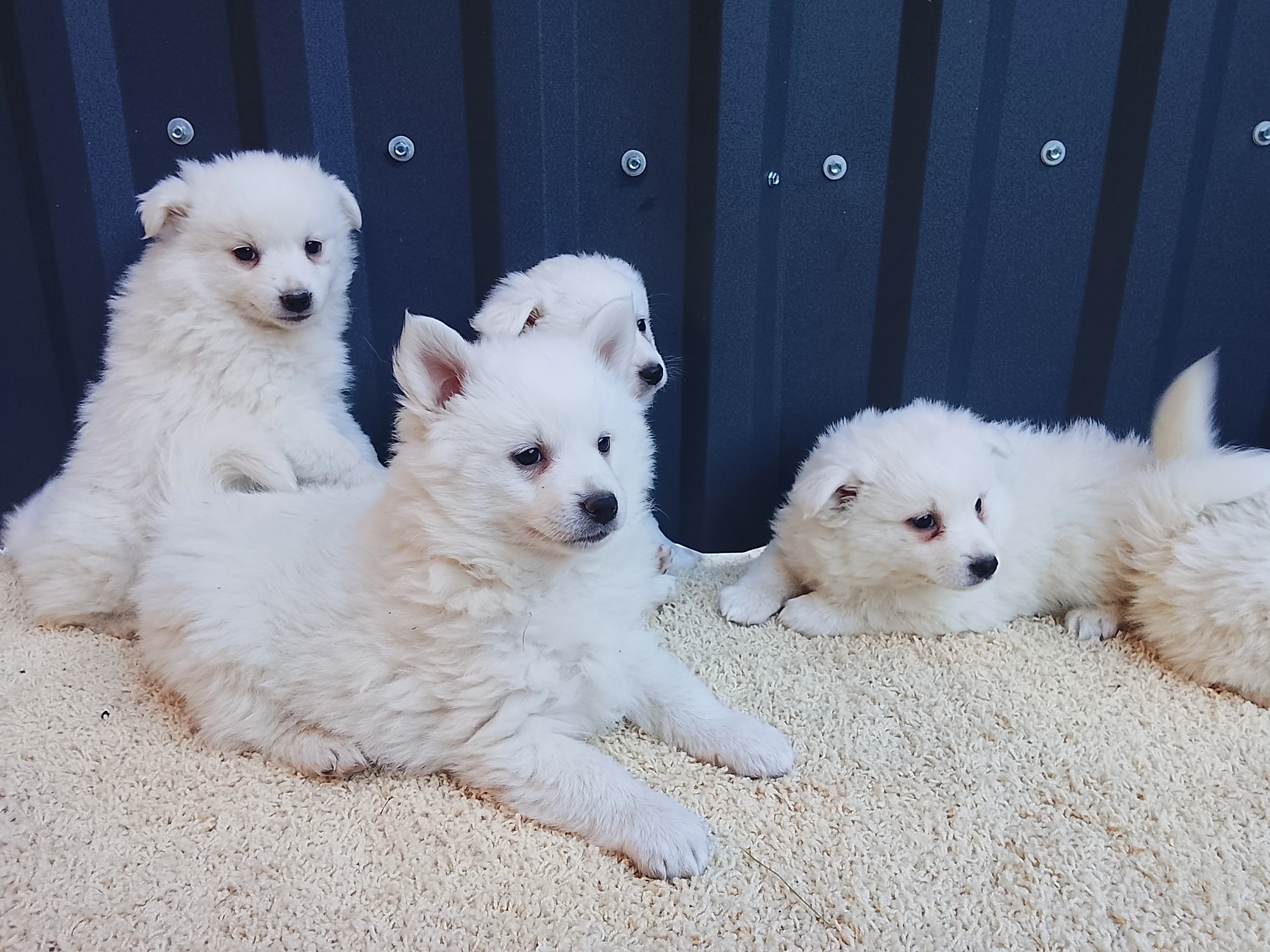 Štěňátka Německého špice středního