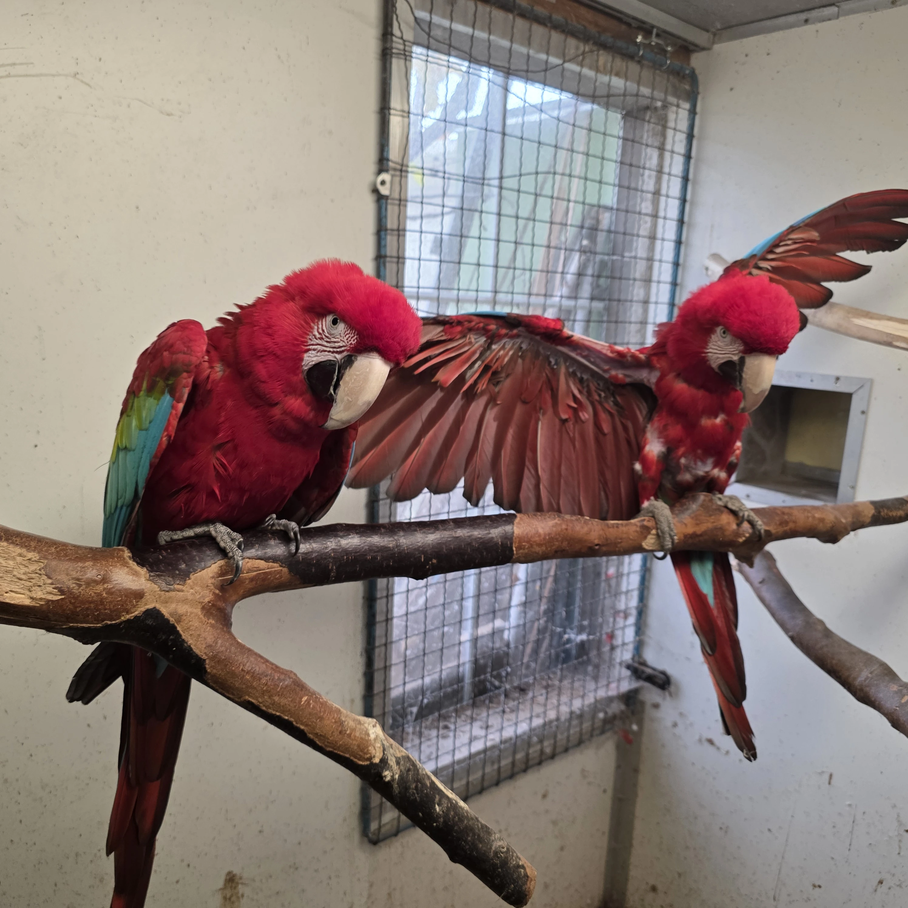 1,1 ara zelenokřídlý