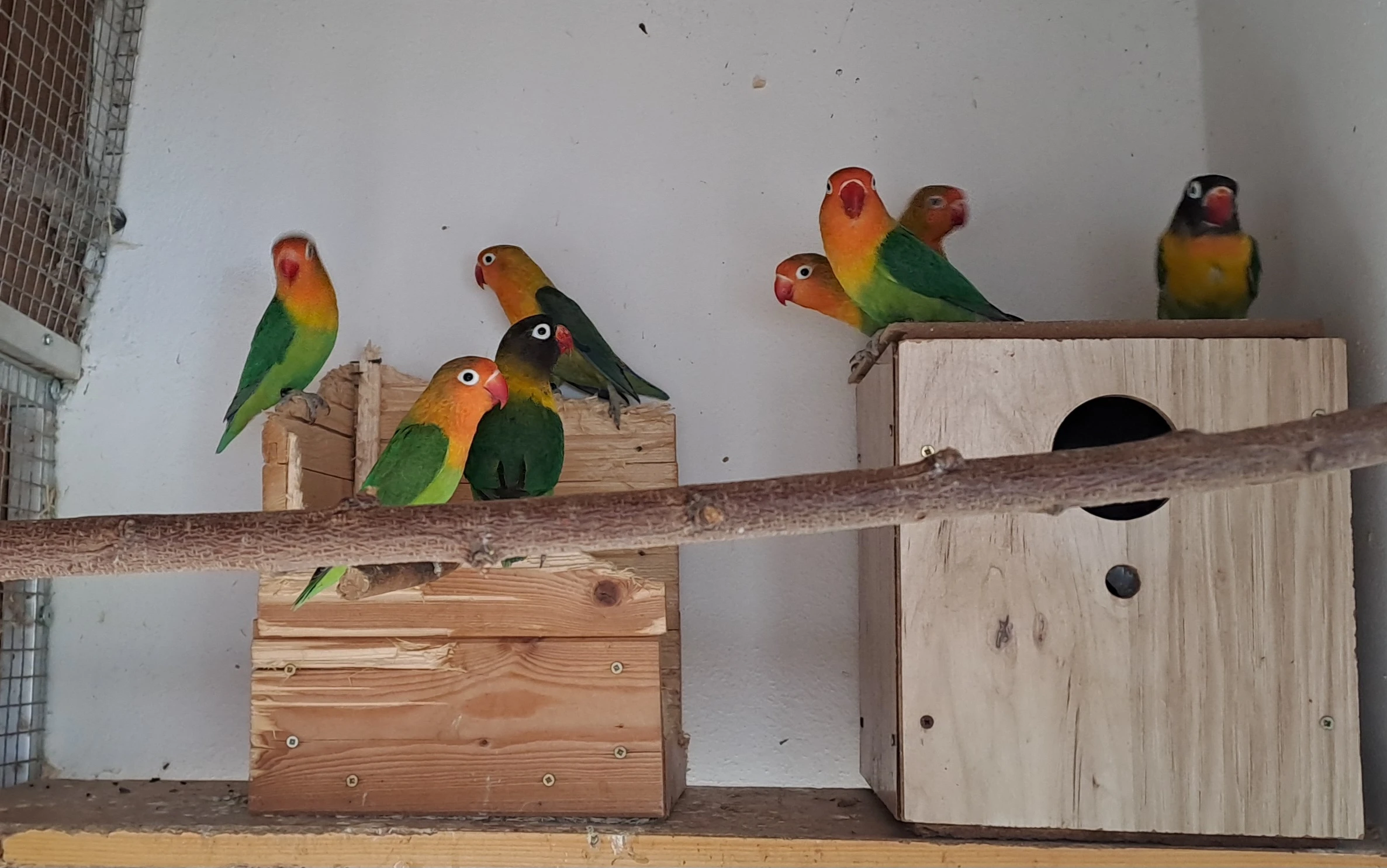 Agapornise Fishery,Personata a Roseicollis