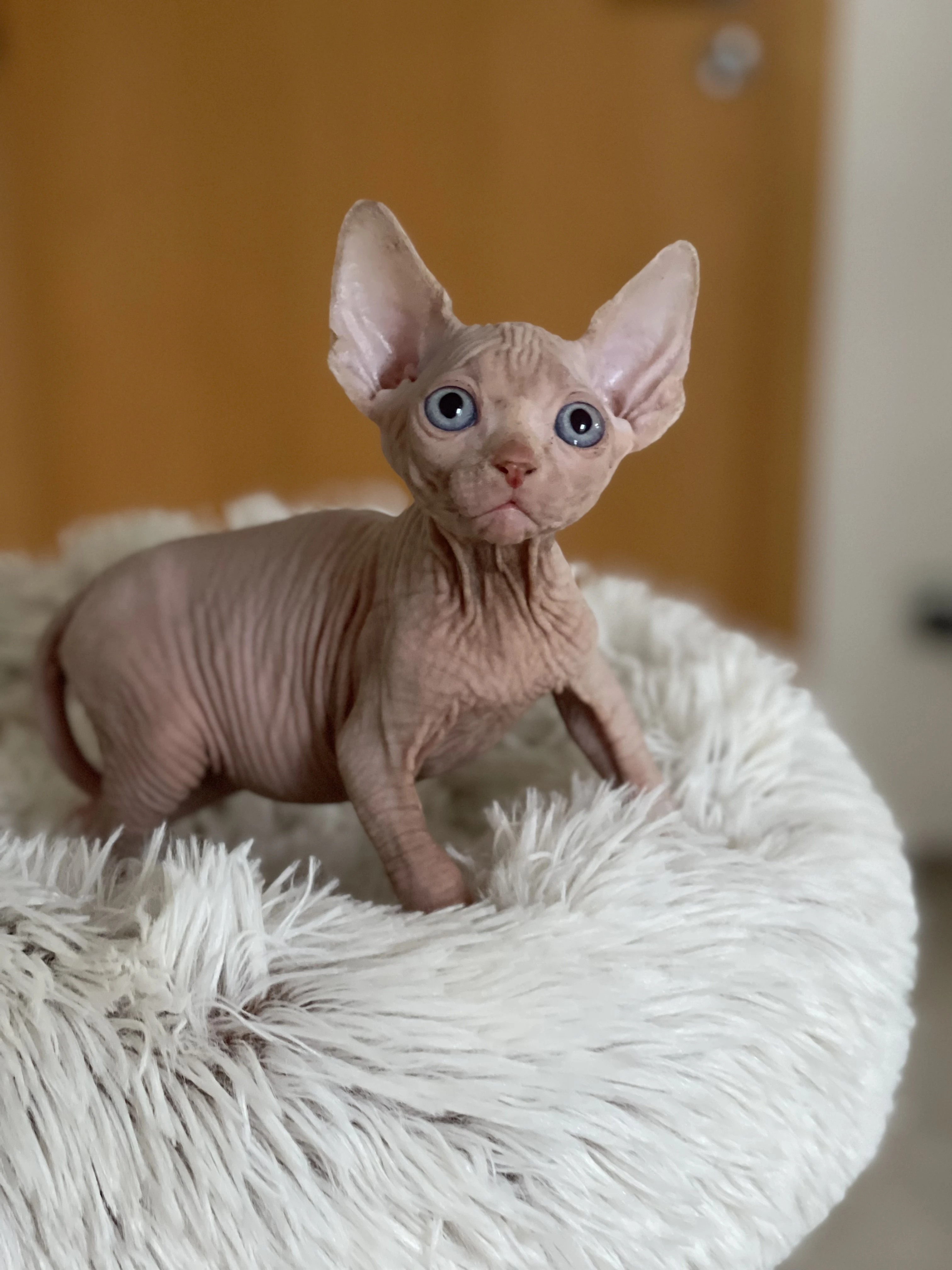 Kocourek k rezervaci