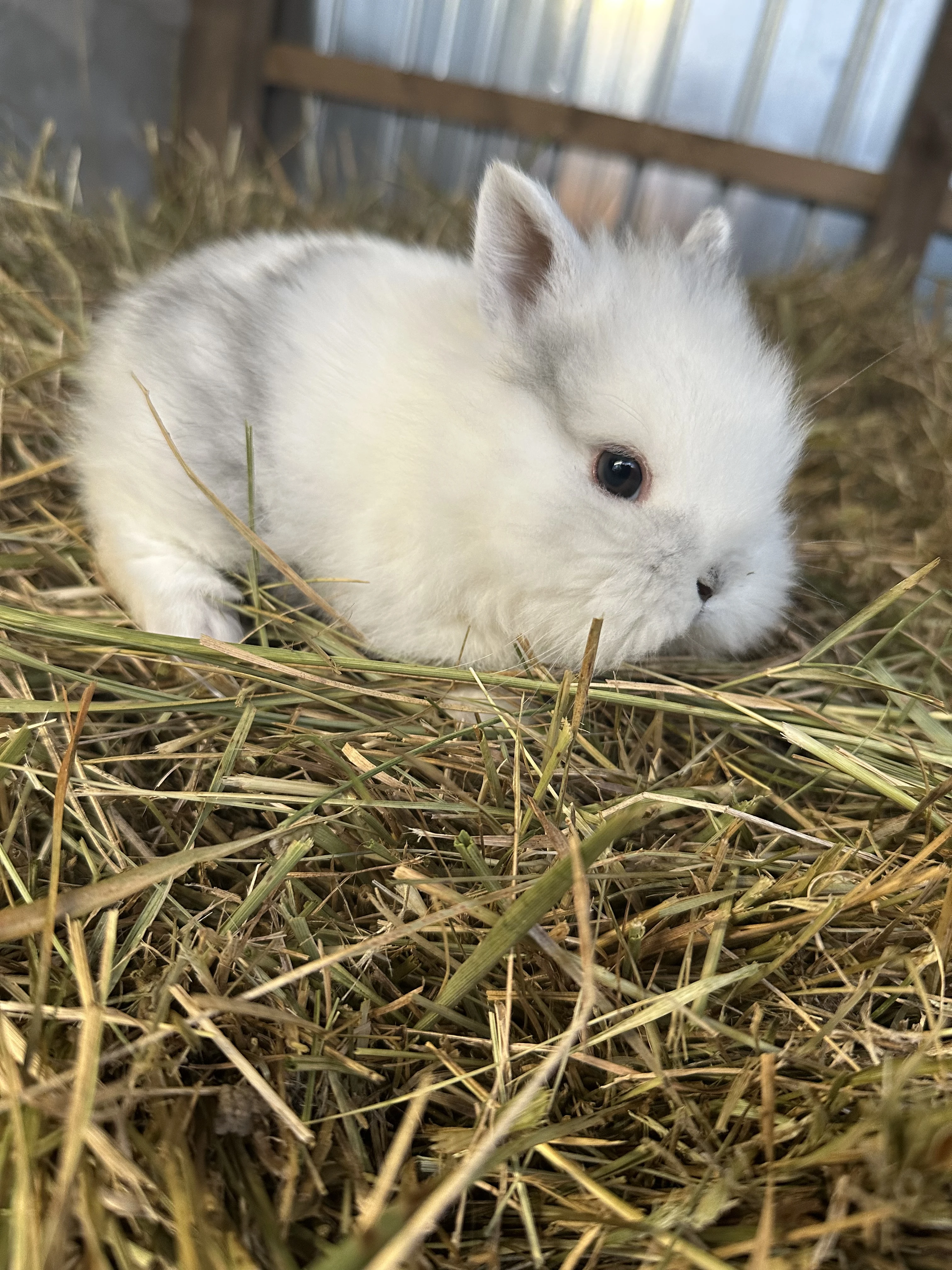 Zakrslý králíček lvíček