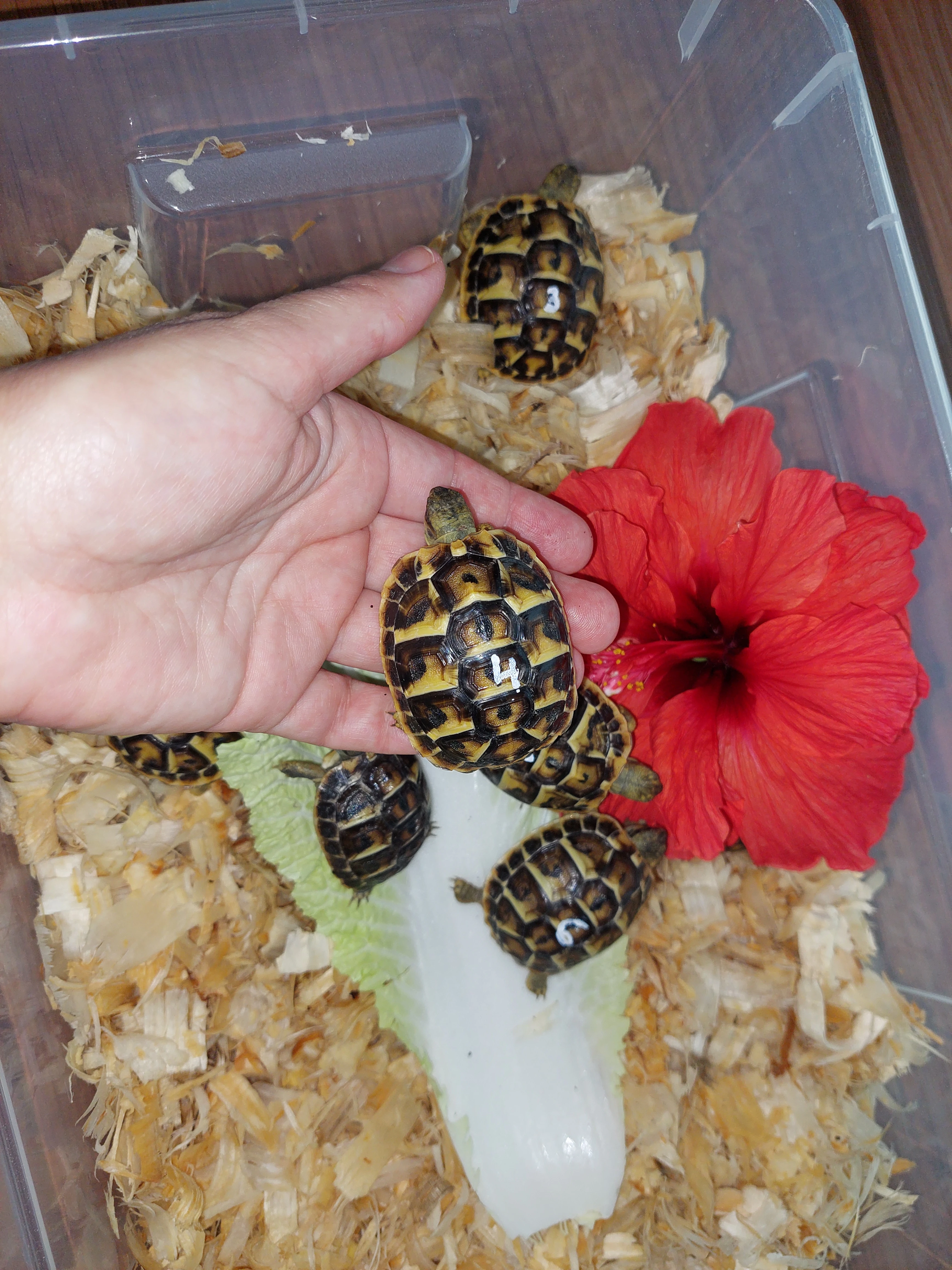 Testudo hermanni hermanni - želva zelenavá - Toskánsko