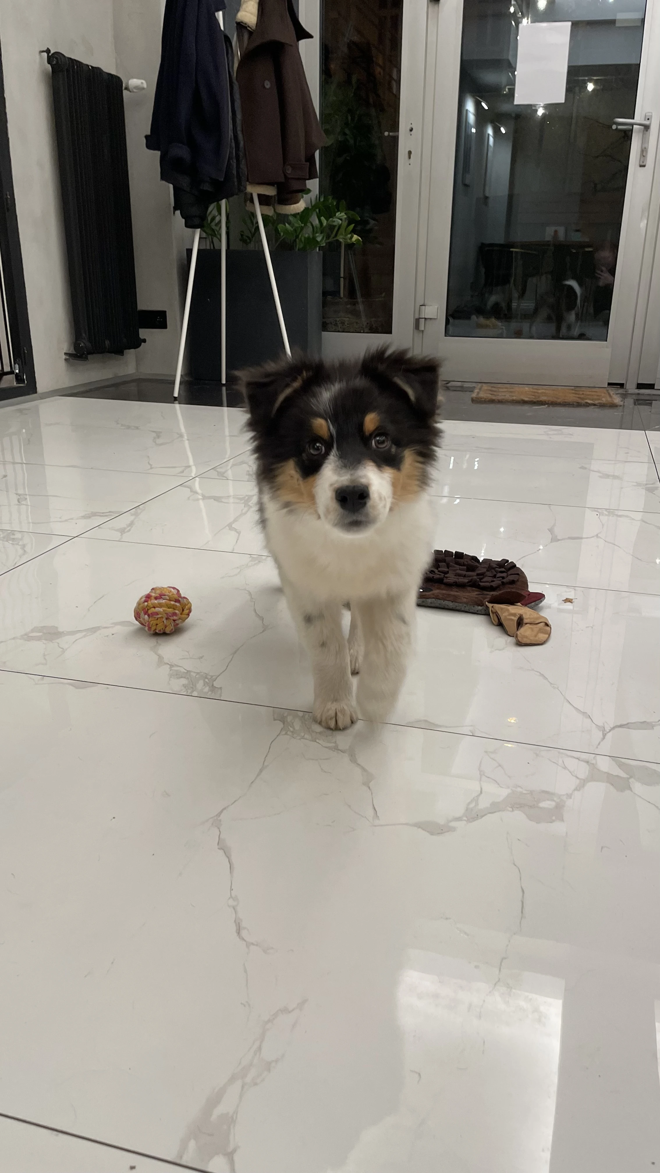 Chovatelská stanice nabízí štěňátka australských ovčáků s PP