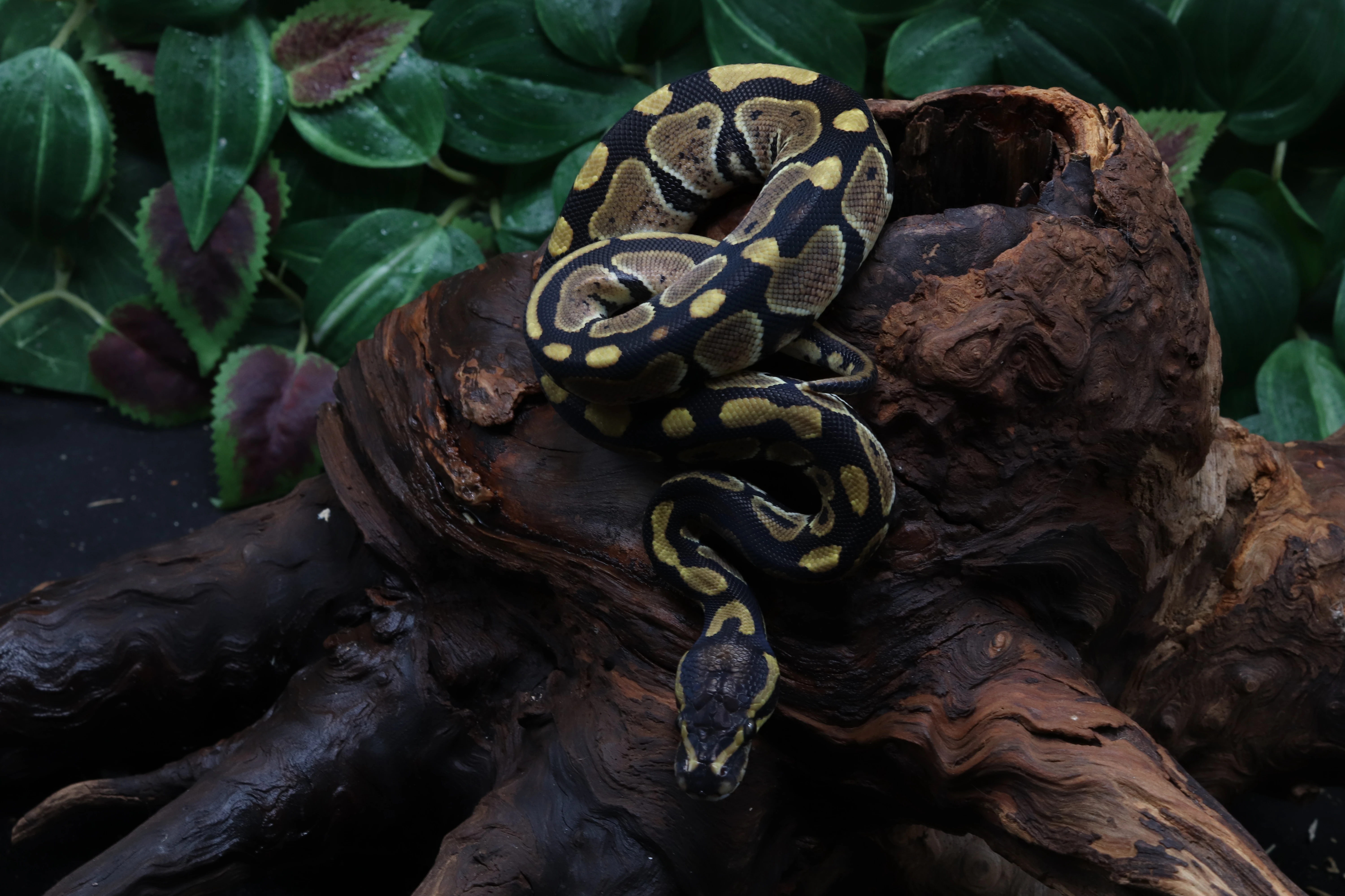 Krajta královská - samec - Classic