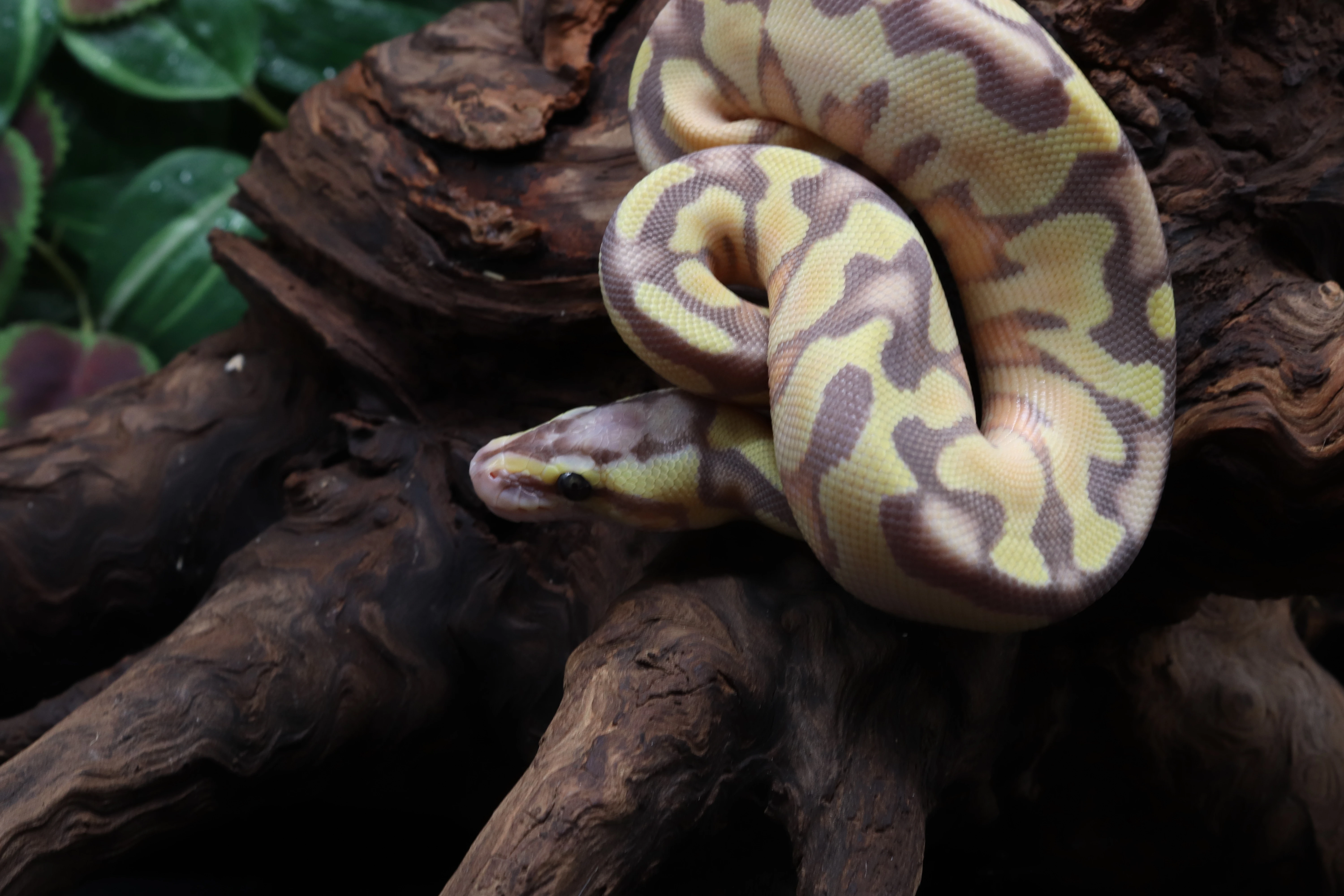 Krajta královská - samice - Banana Enchi Pastel