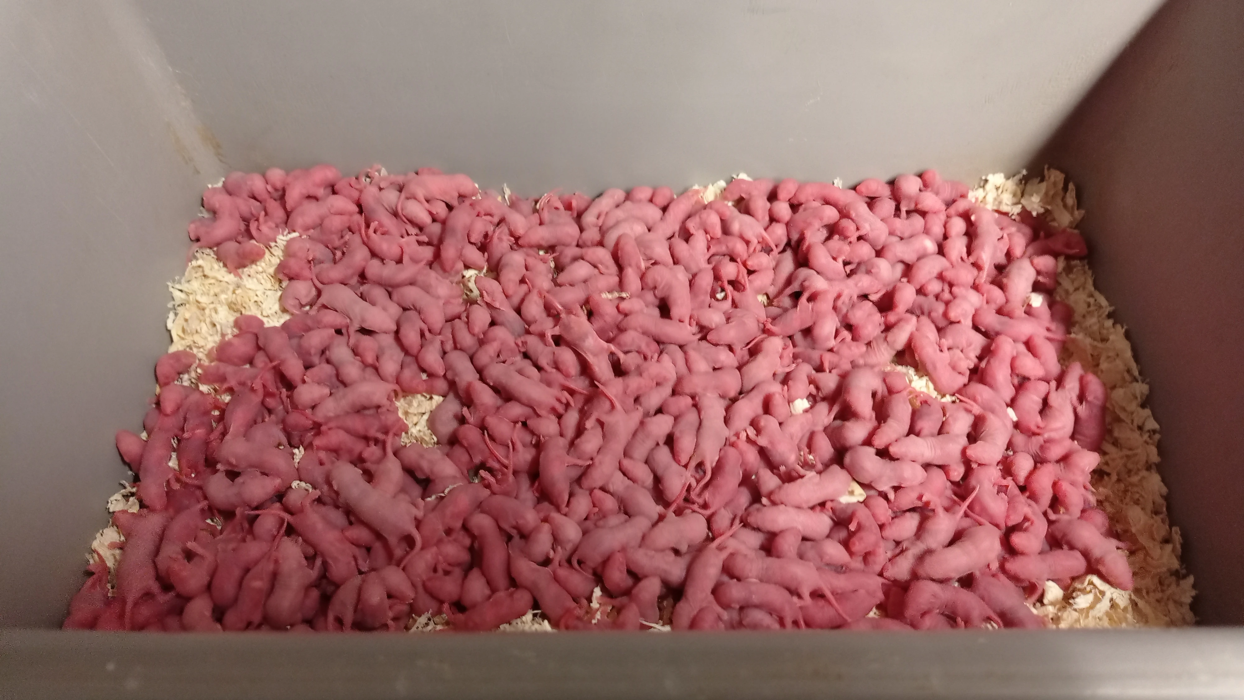 Myši Živá exotika 18.12.