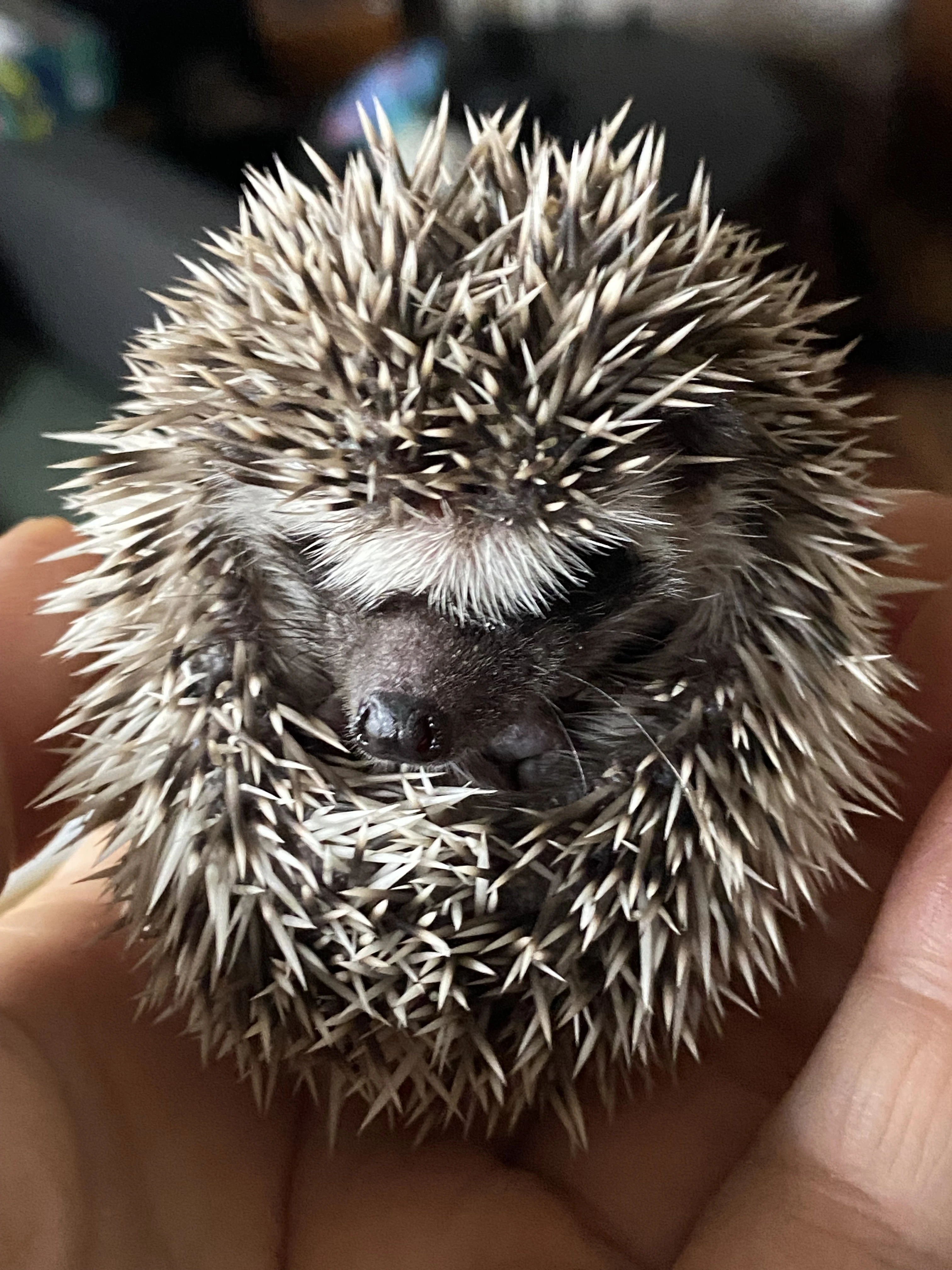 Ježek bělobřichý
