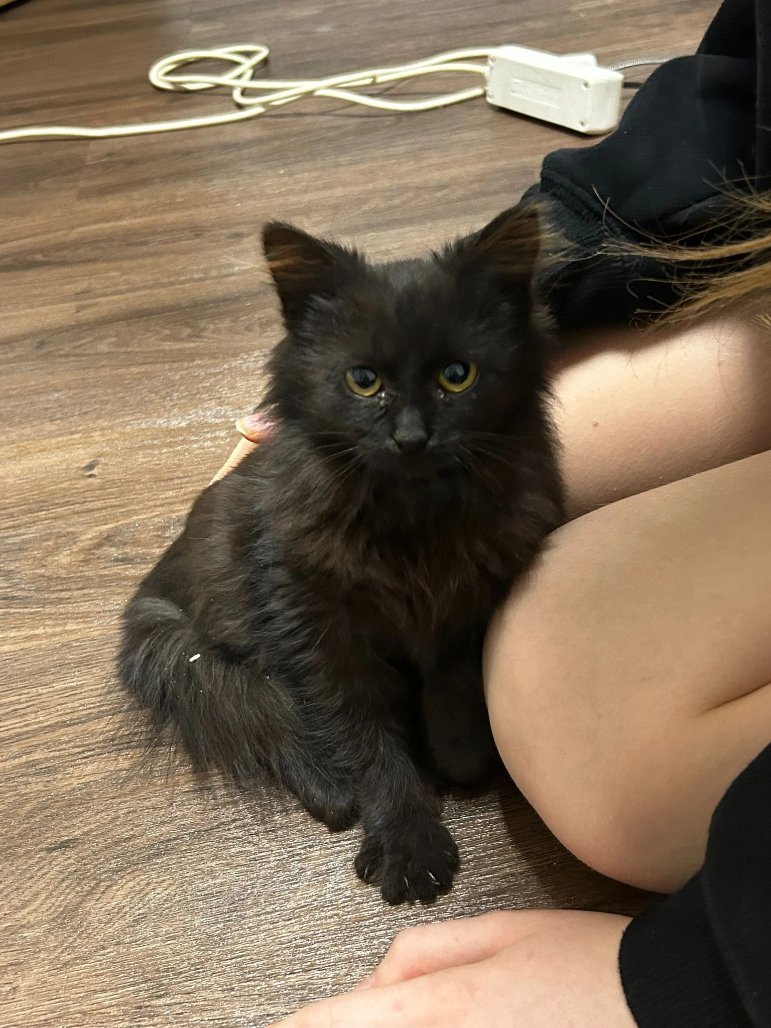 Černá dlouhosrstá kočička