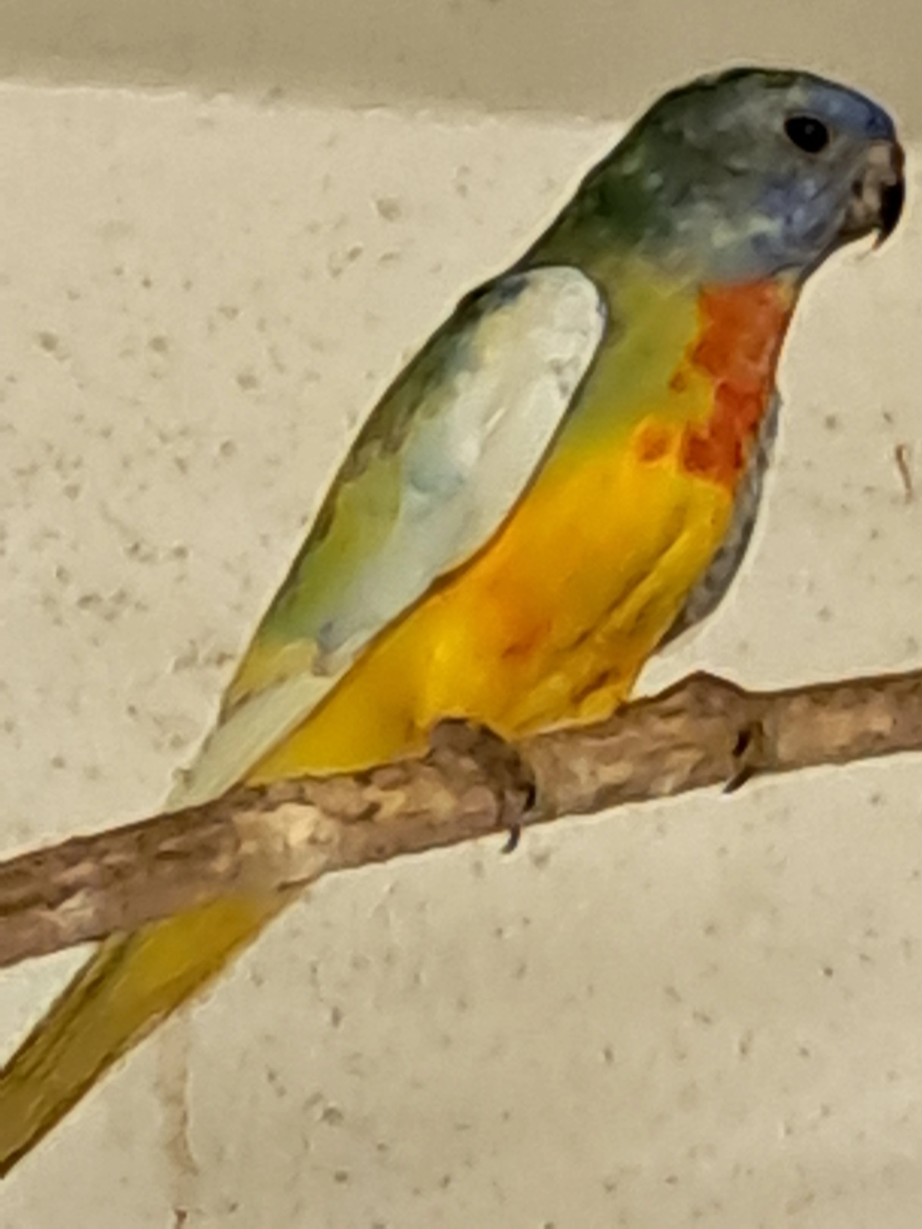 Neoféma modrohlavá lemovaná - 1,0 kroužek 25