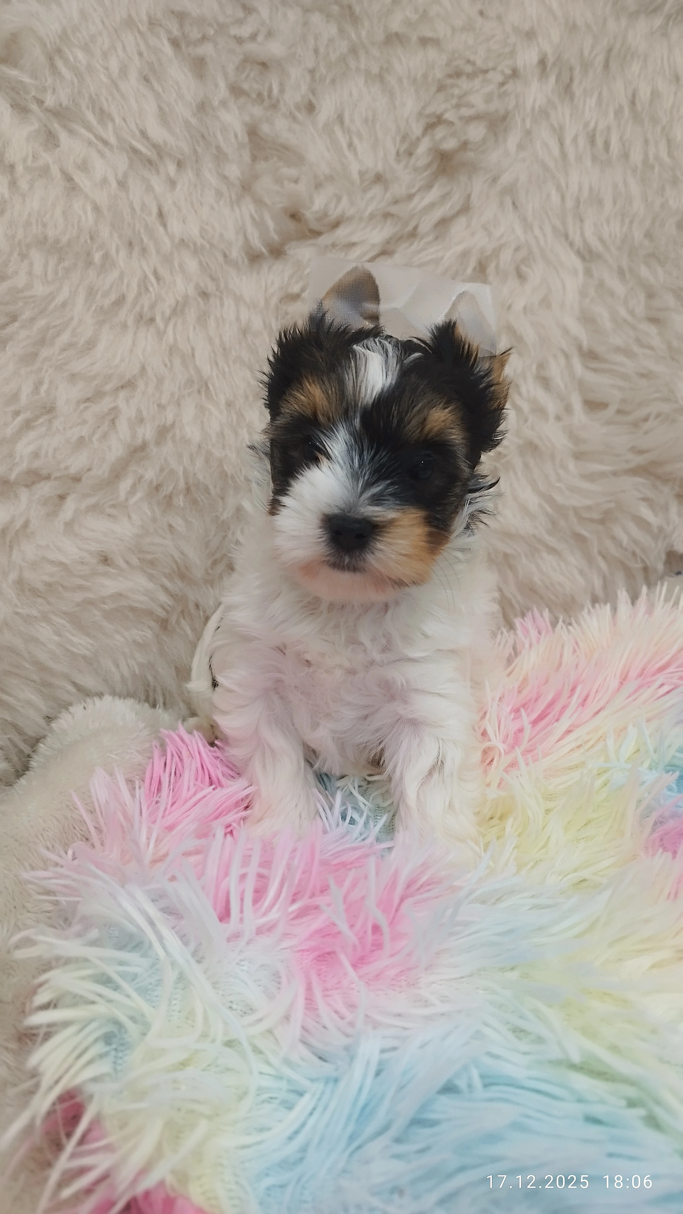 Biewer jorkšírský teriér s PP holčička