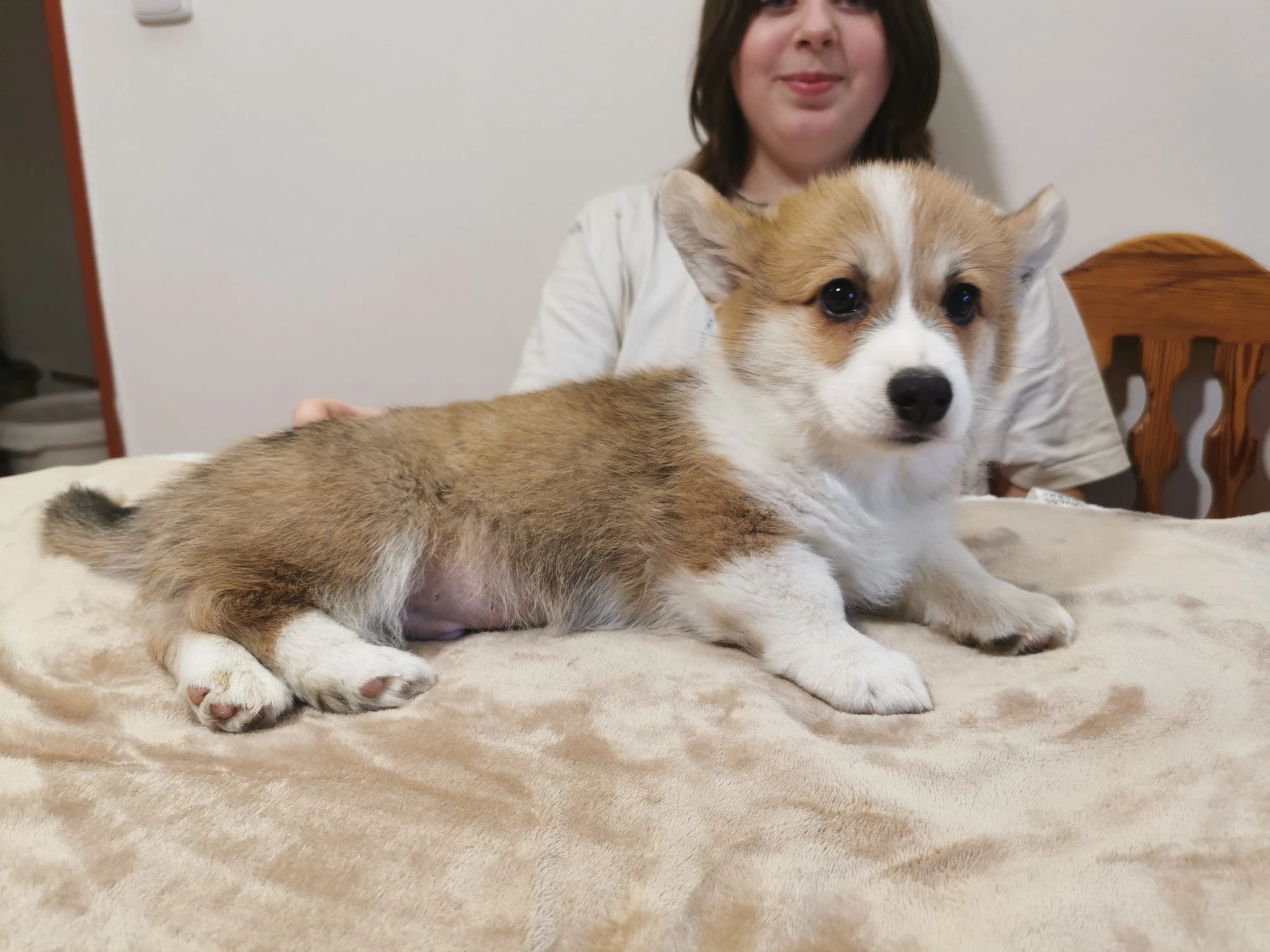 Welsh corgi pembroke