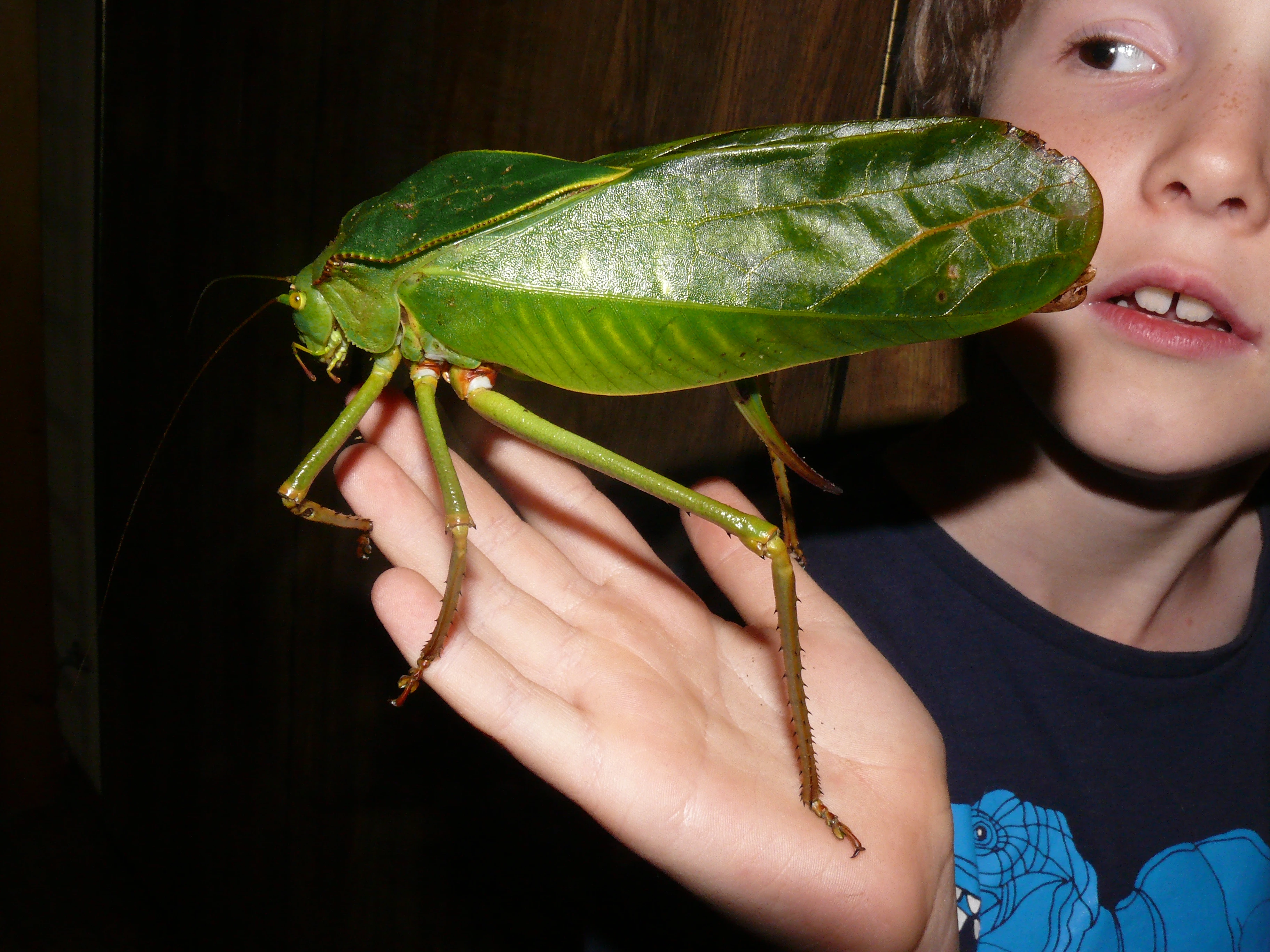 Haanilla, Siliquofera