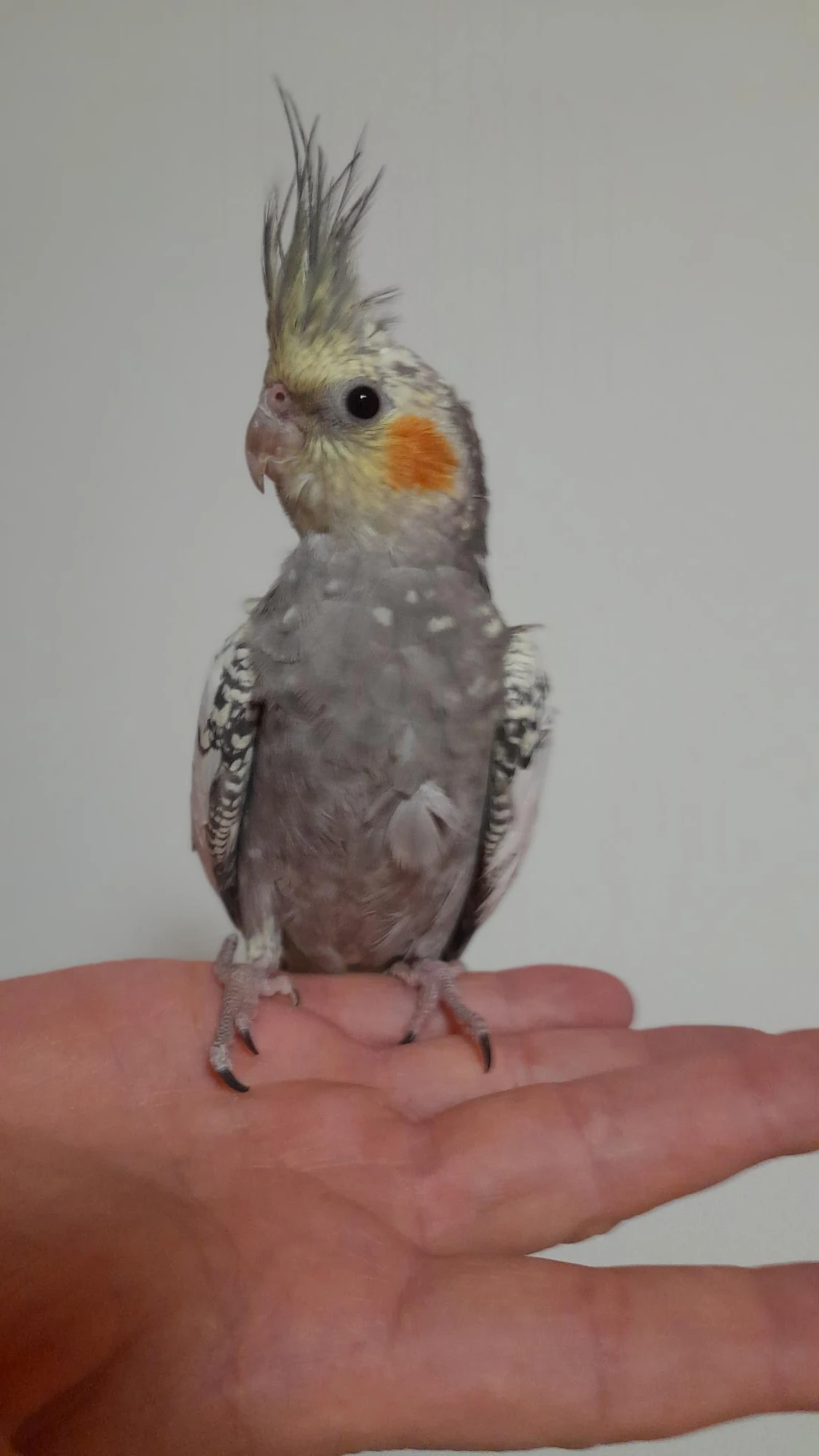 Korela mládě č.2 - 2,5 měsíce