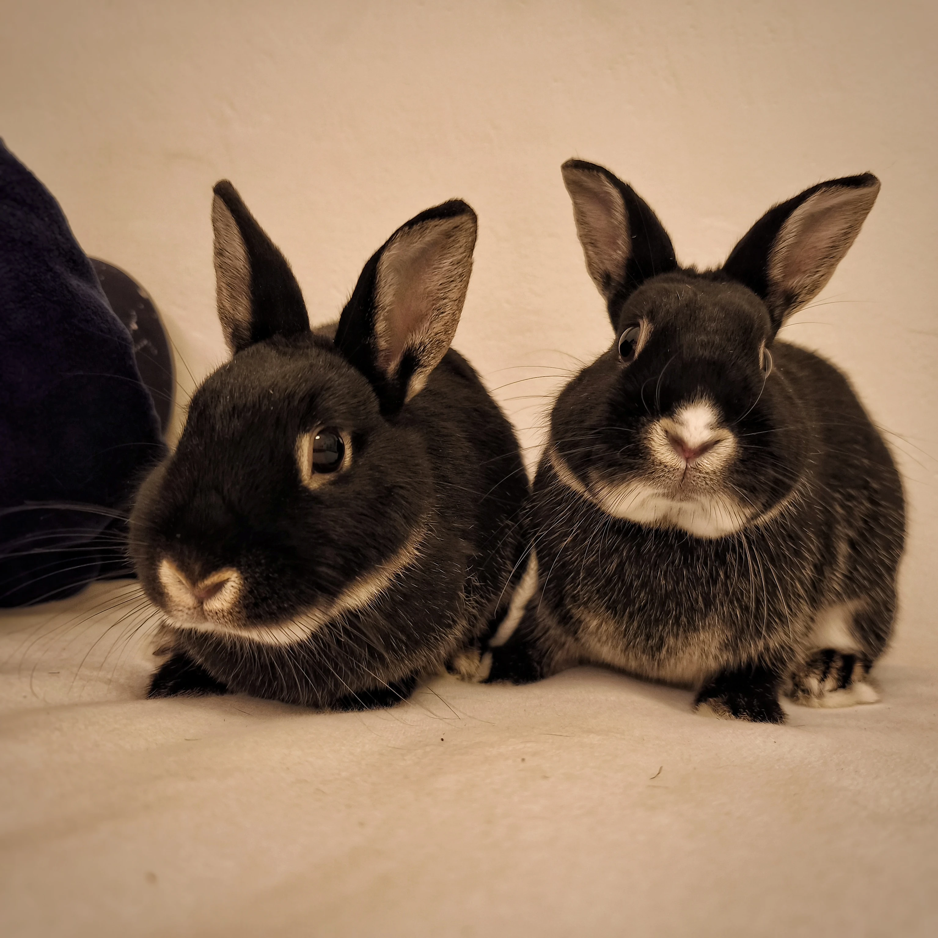 Prodám zakrslé králíčky