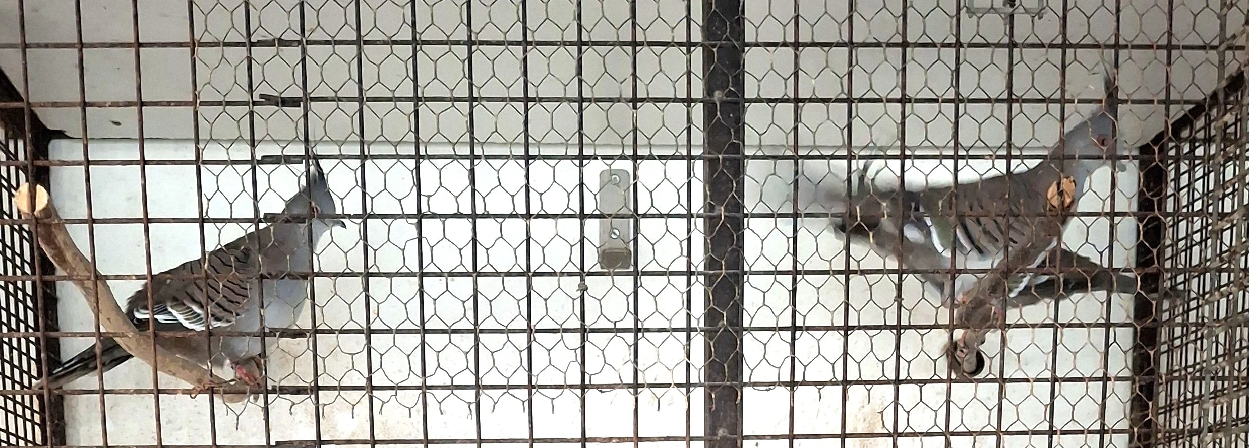 Holub chocholatý odchov 2025