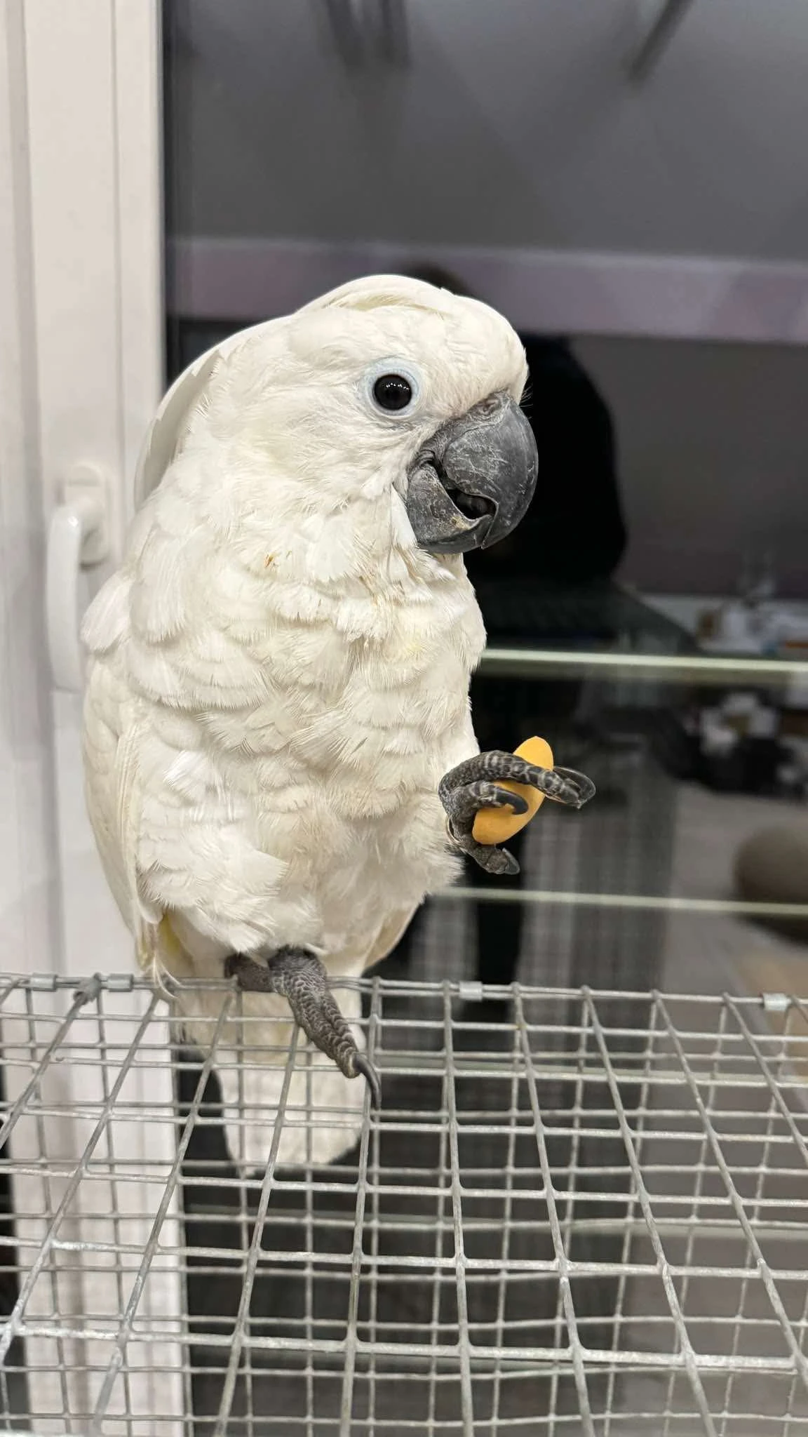 Hledá se Dorotka Kakadu alba