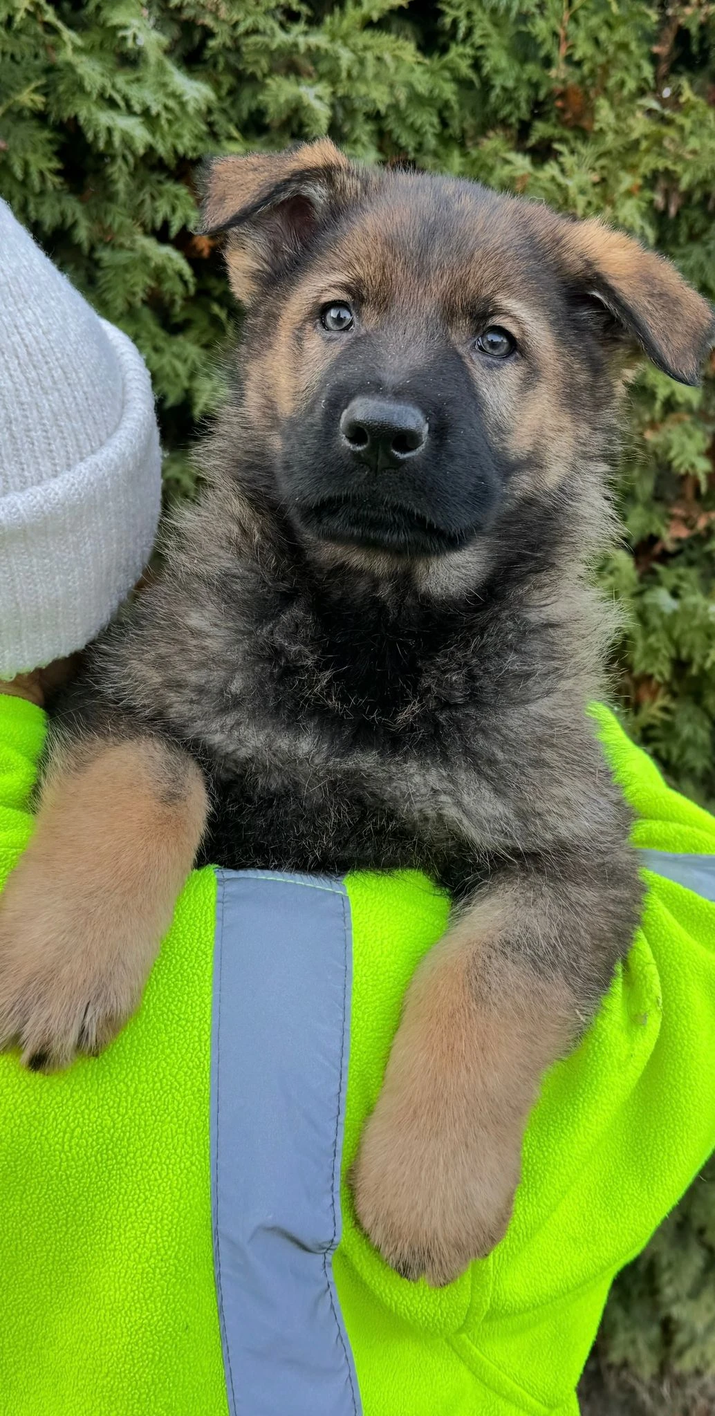 Německý ovčák štěńata mohutná