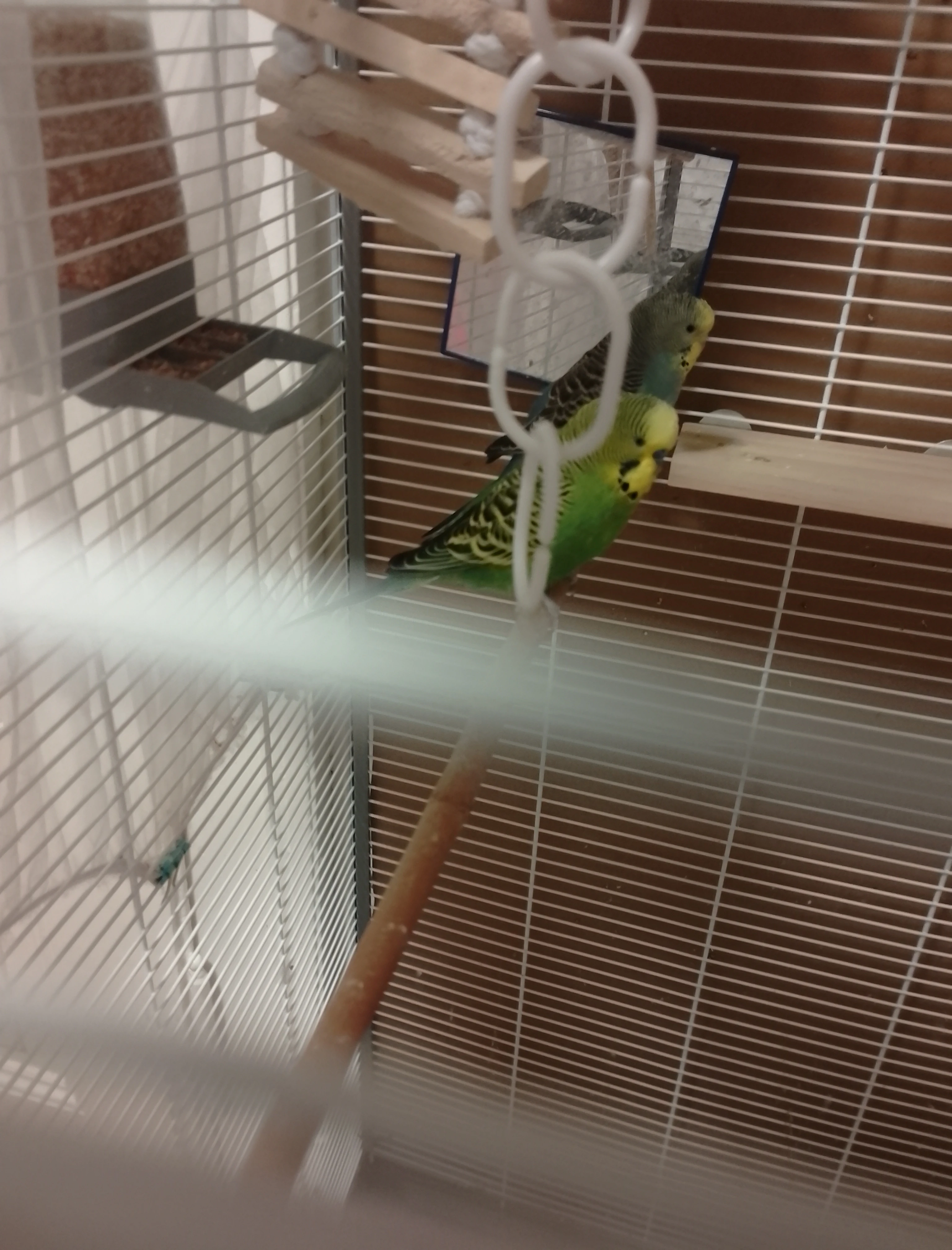 Prodám pár andulek vlnkovaných