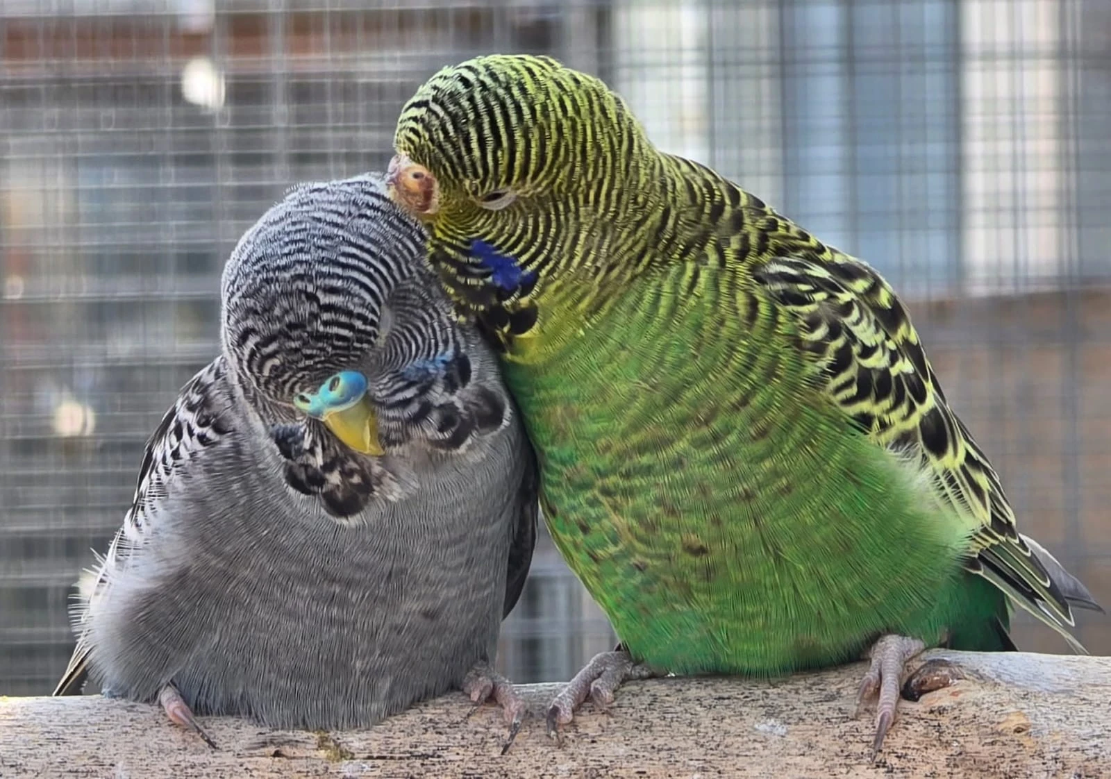 Blackface blackwing blackfaceblackwing andulky andulka