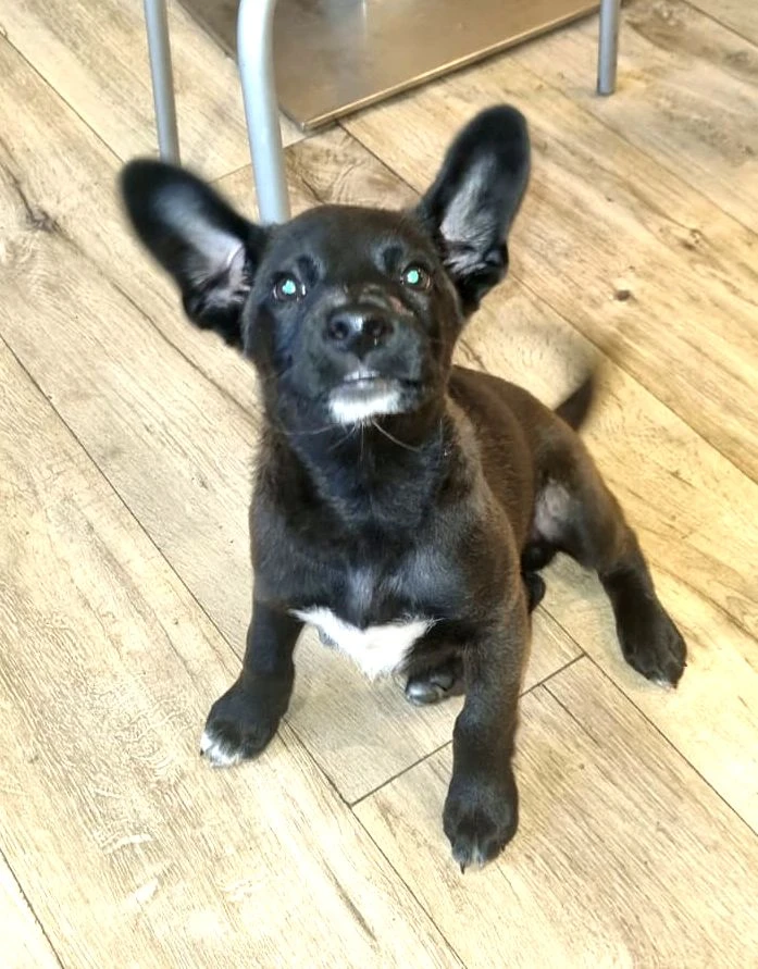 Kříženci – retrívr x labrador x ridgeback x stafford