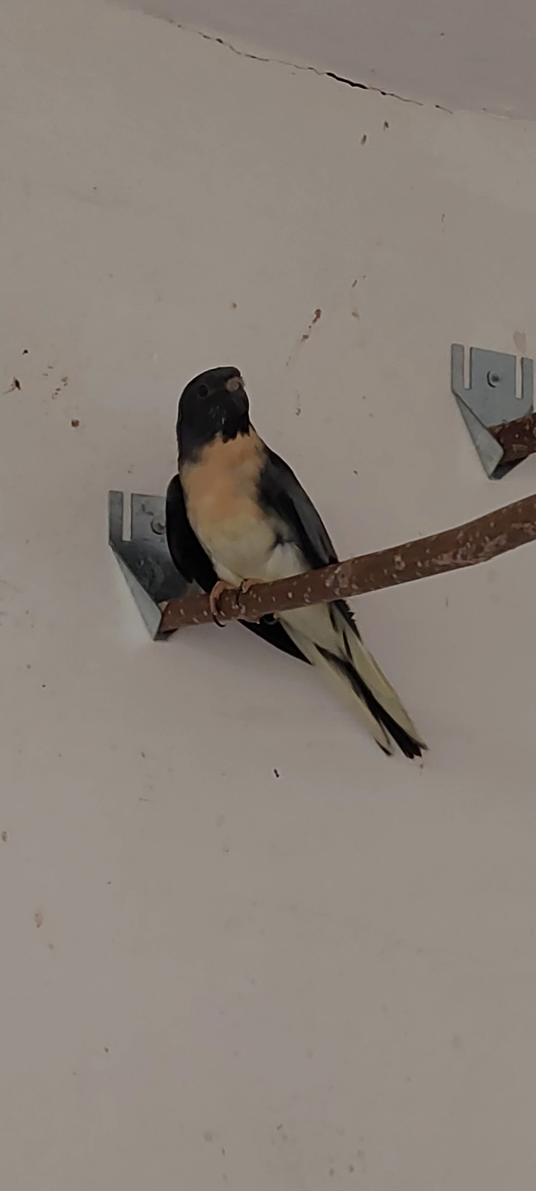 Neoféma modrohlavá