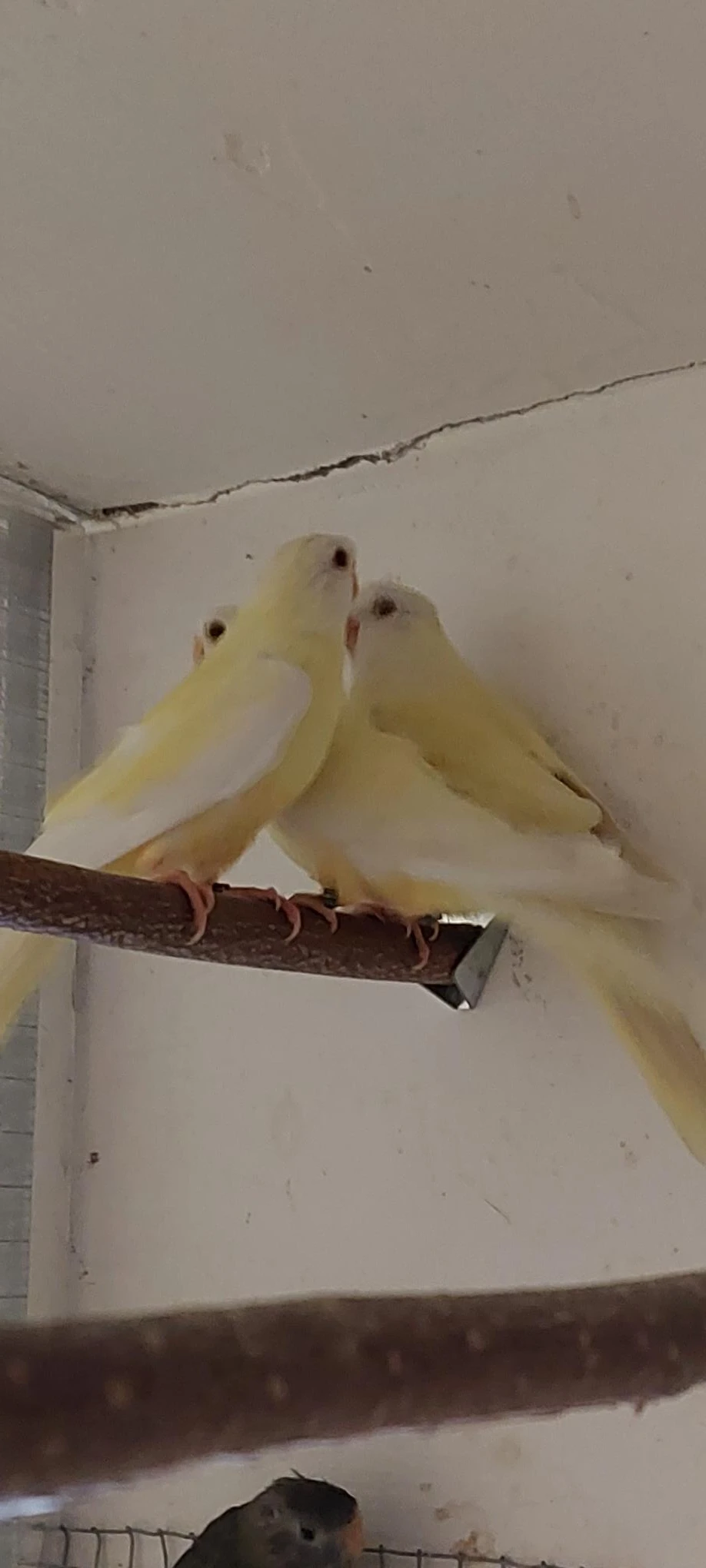 Neoféma modrohlavá