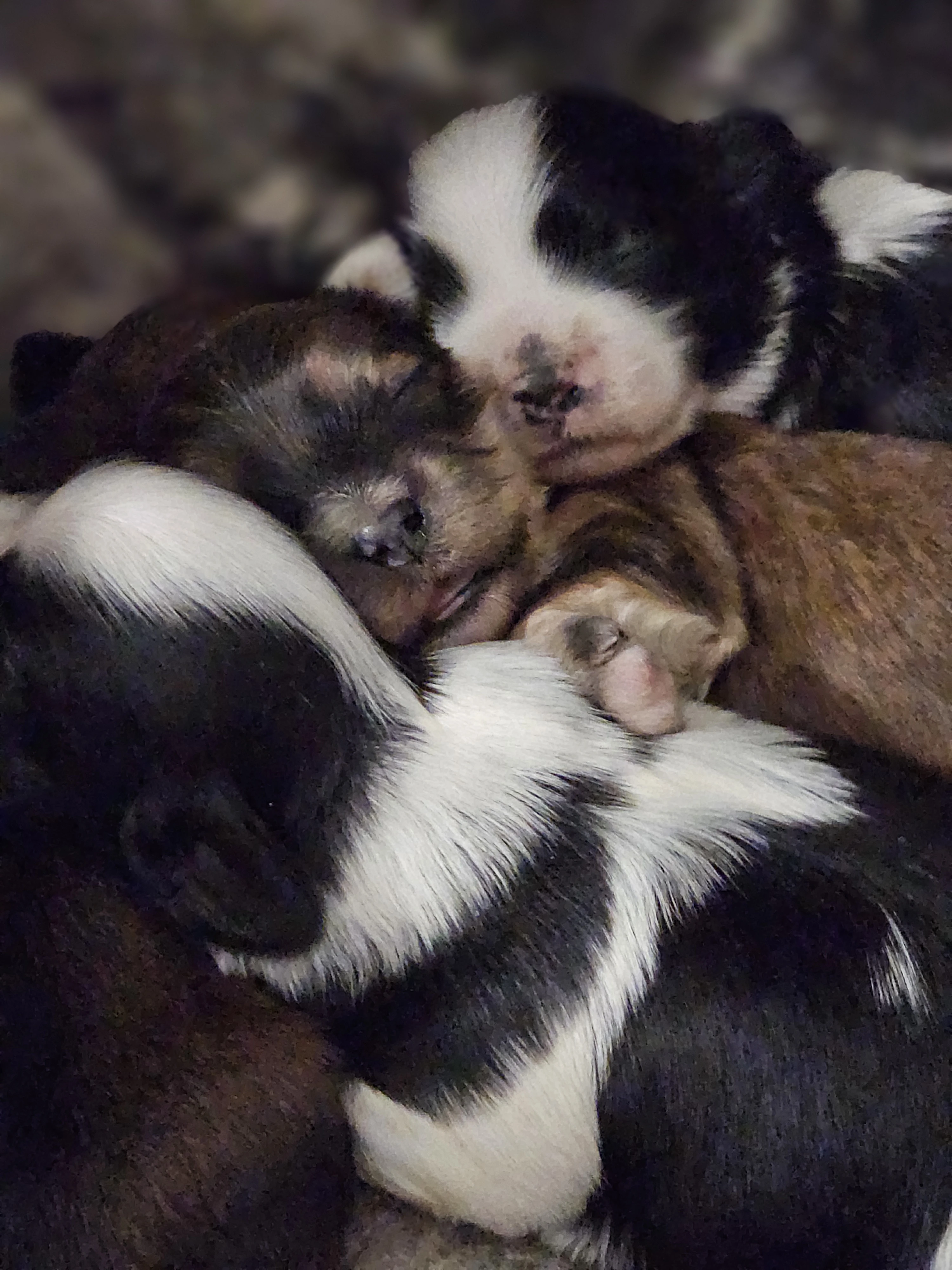 Havanský psík s PP v FCI