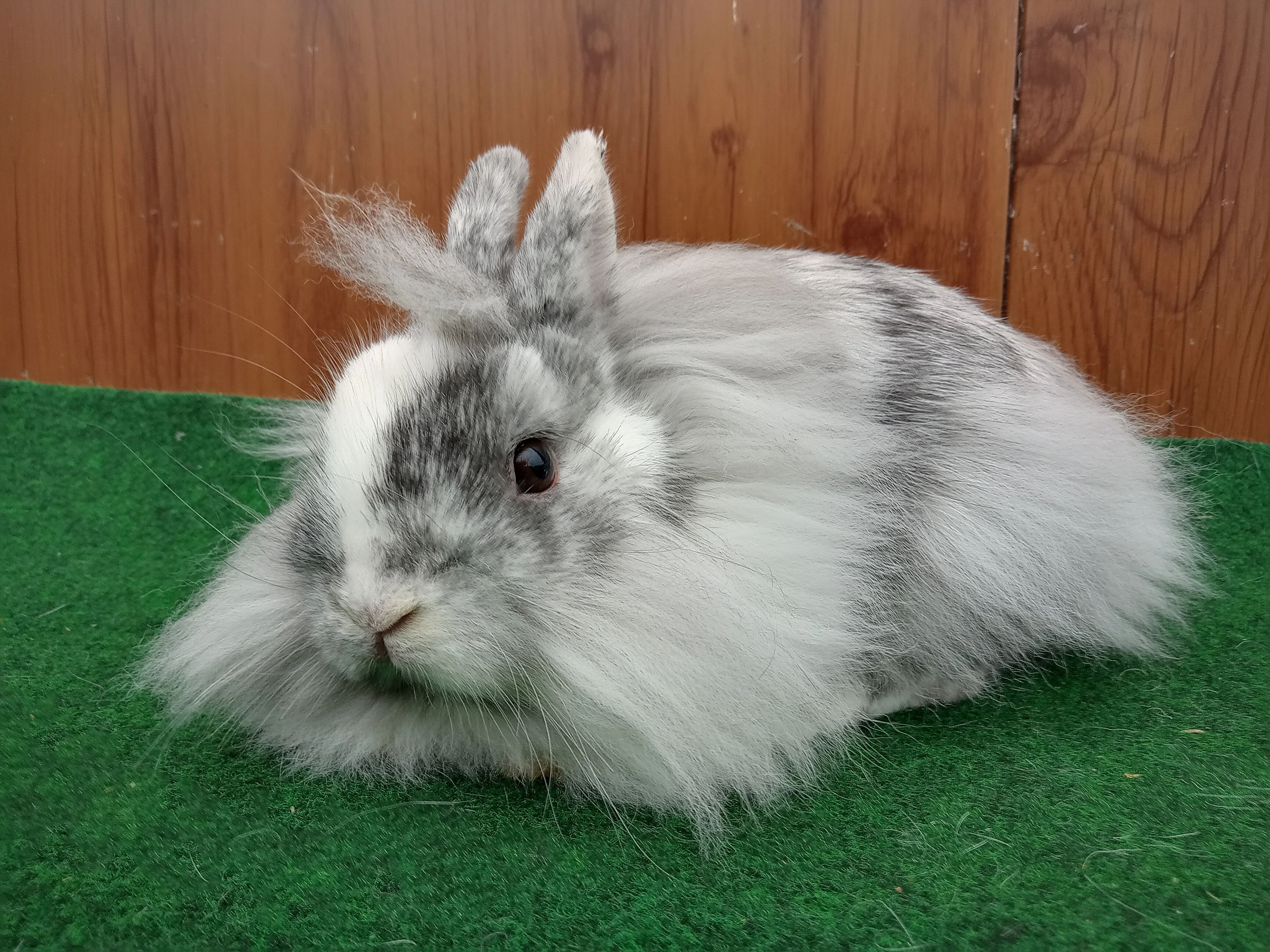 Zakrslý rhönský sameček s tg