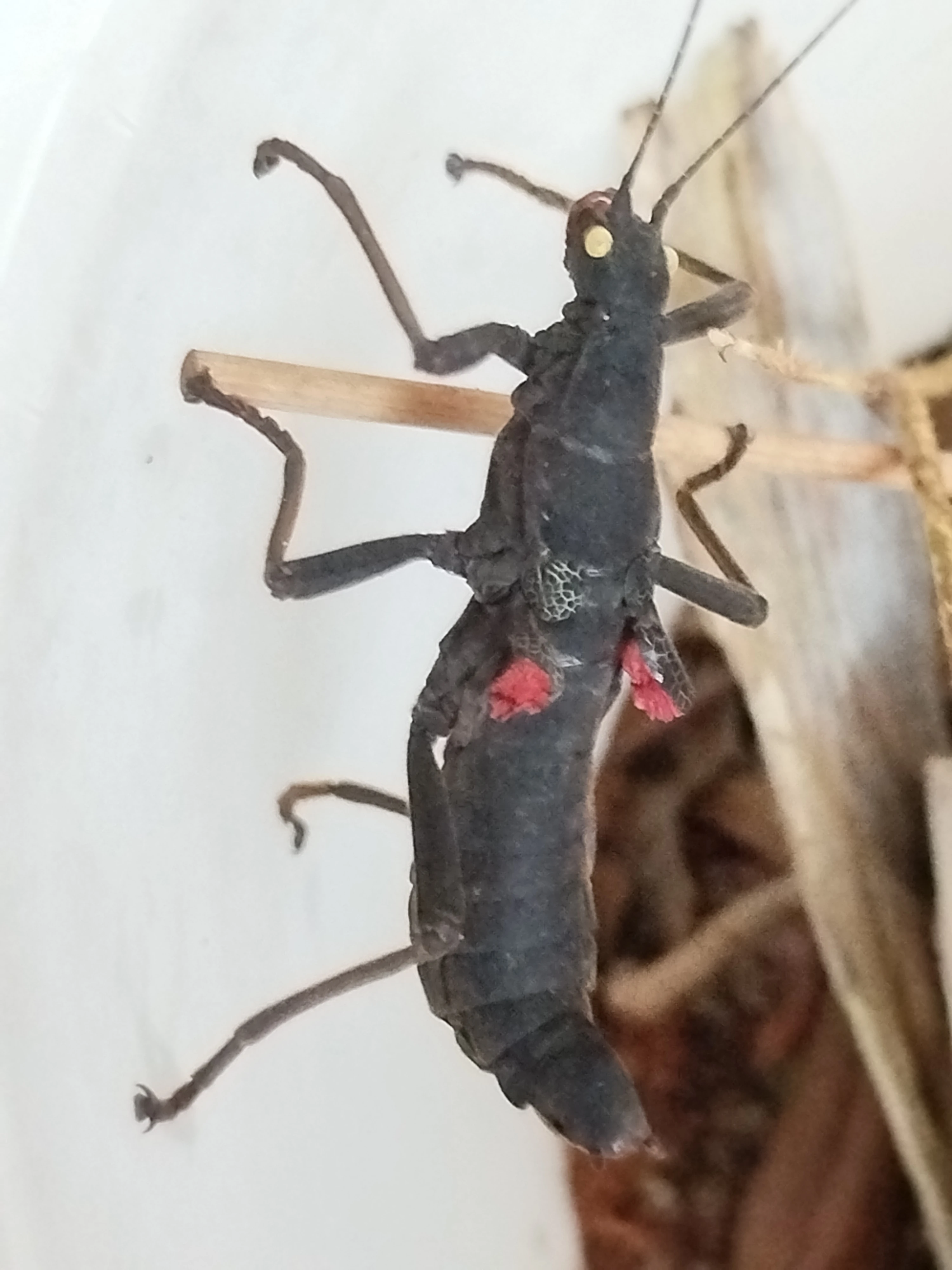 Strašilka ďábelská-prodej