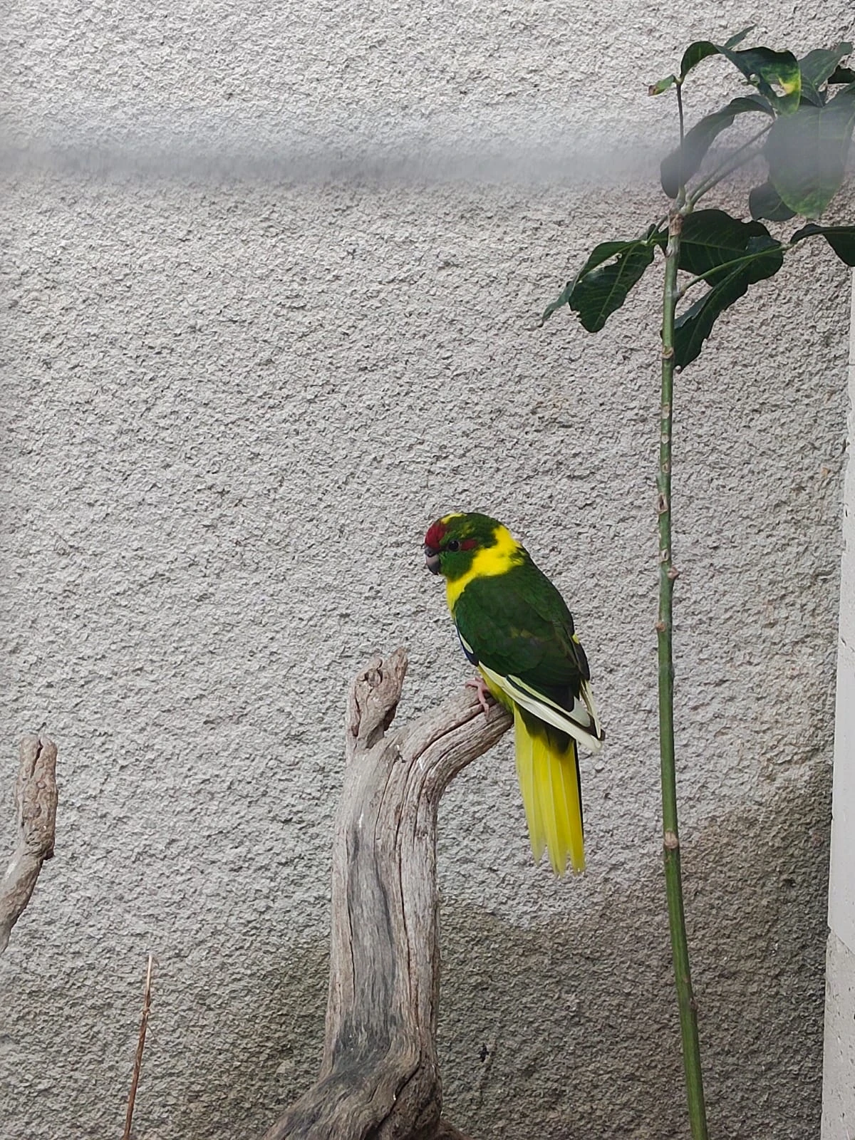 Kakariki rudočelý, letošní mladí