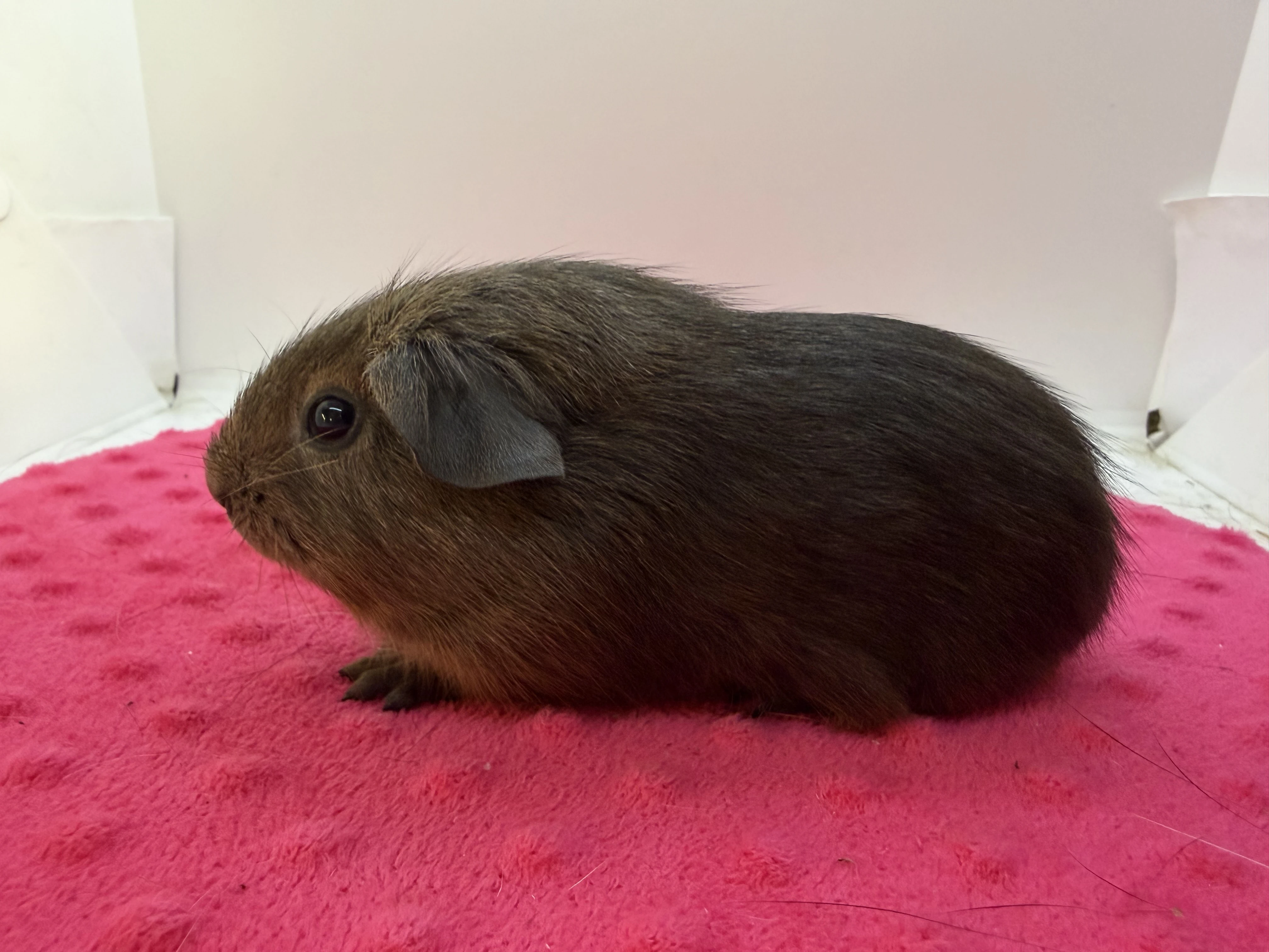 Morče hladke sameček aguti blue/amber s Pp