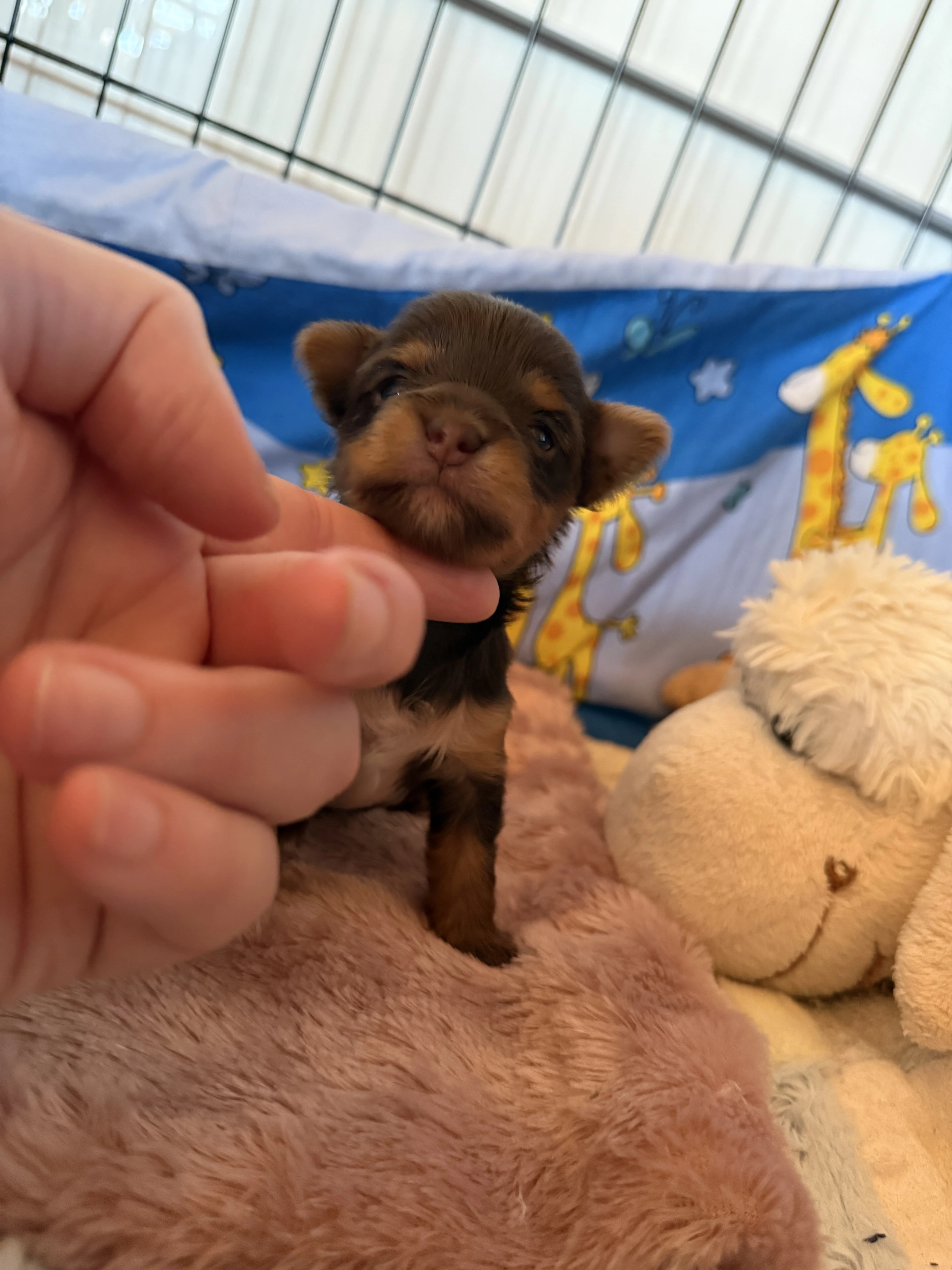 Jorkšírsky teriér PP fenka a pes Choco tan čokoláda s pálením, pejsek Biro