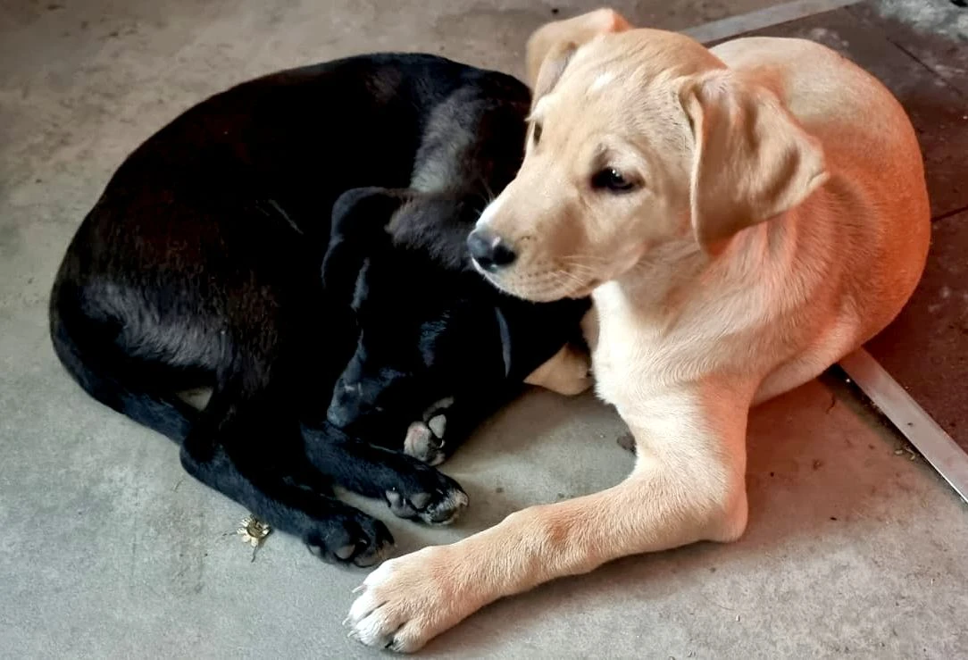 Kříženci – retrívr x labrador x ridgeback x stafford