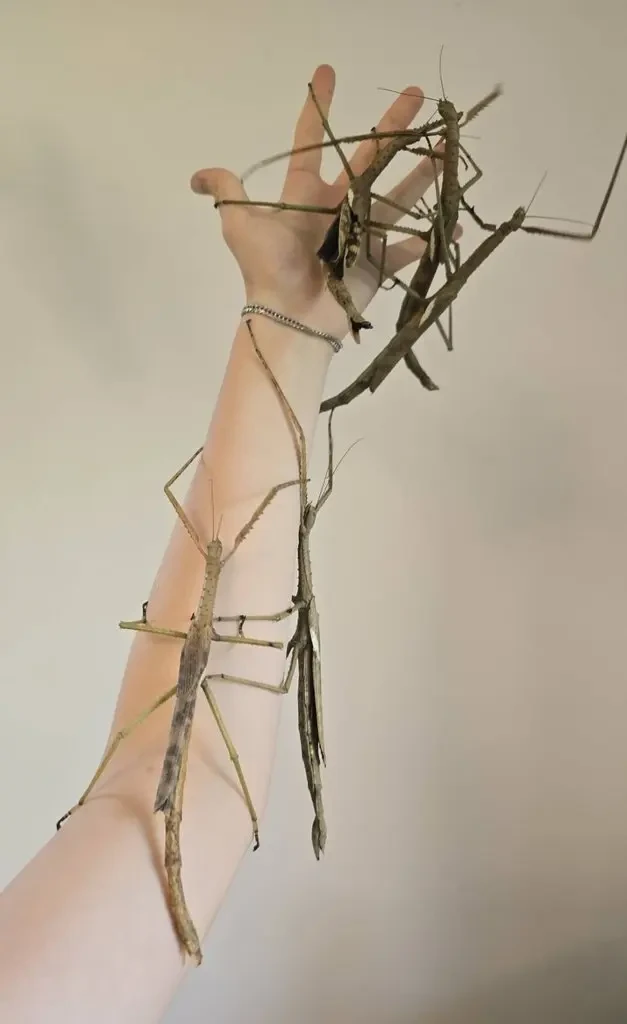 OBROVSKÉ strašilky Acrophylla wuelfingi - nové ceny