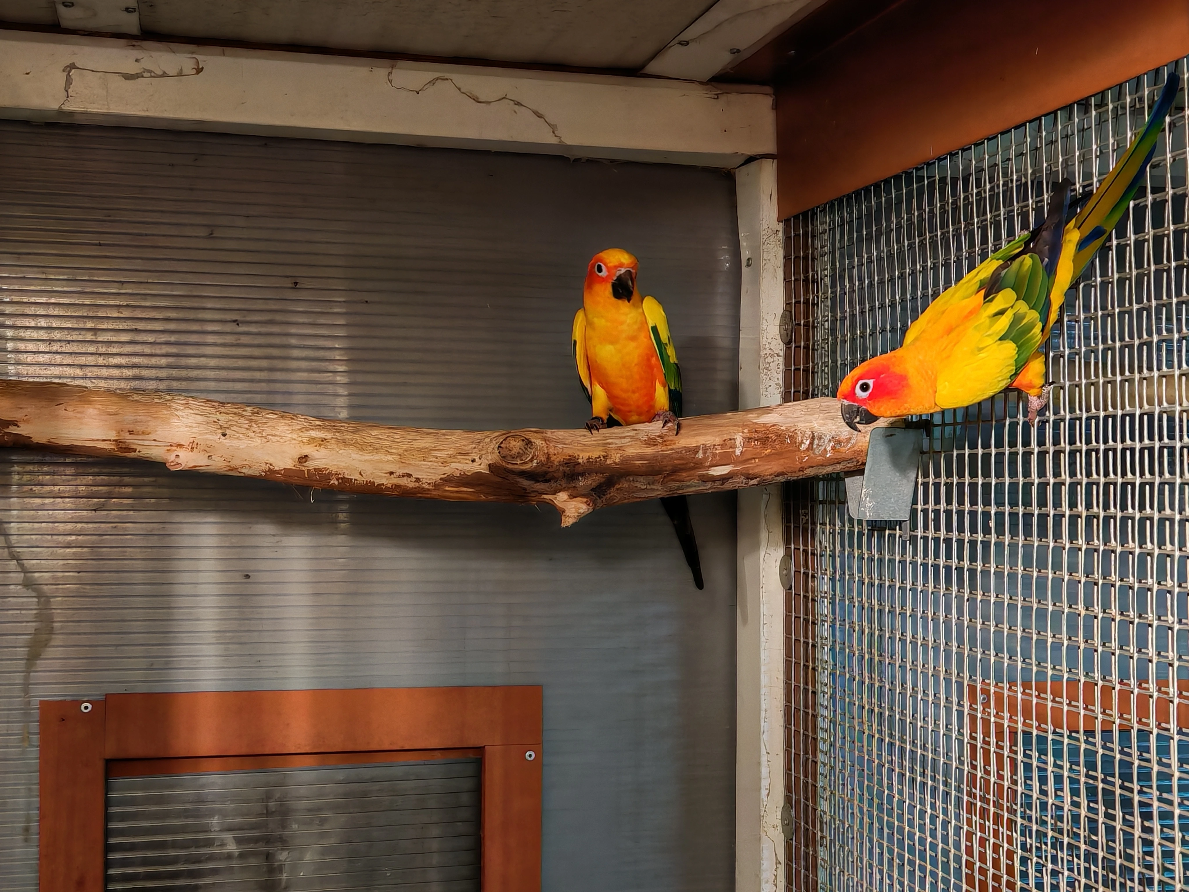 Aratinga sluneční 1.1,