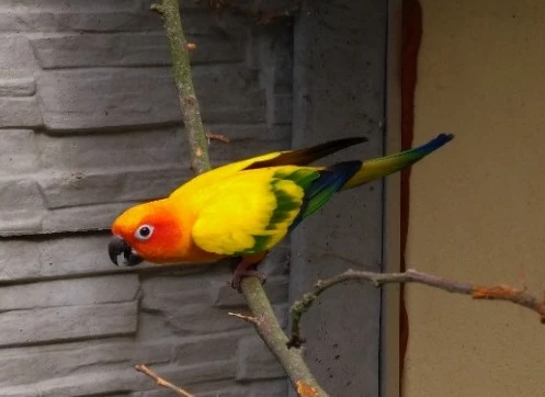 Prodám 0,1 Aratinga sluneční 2024