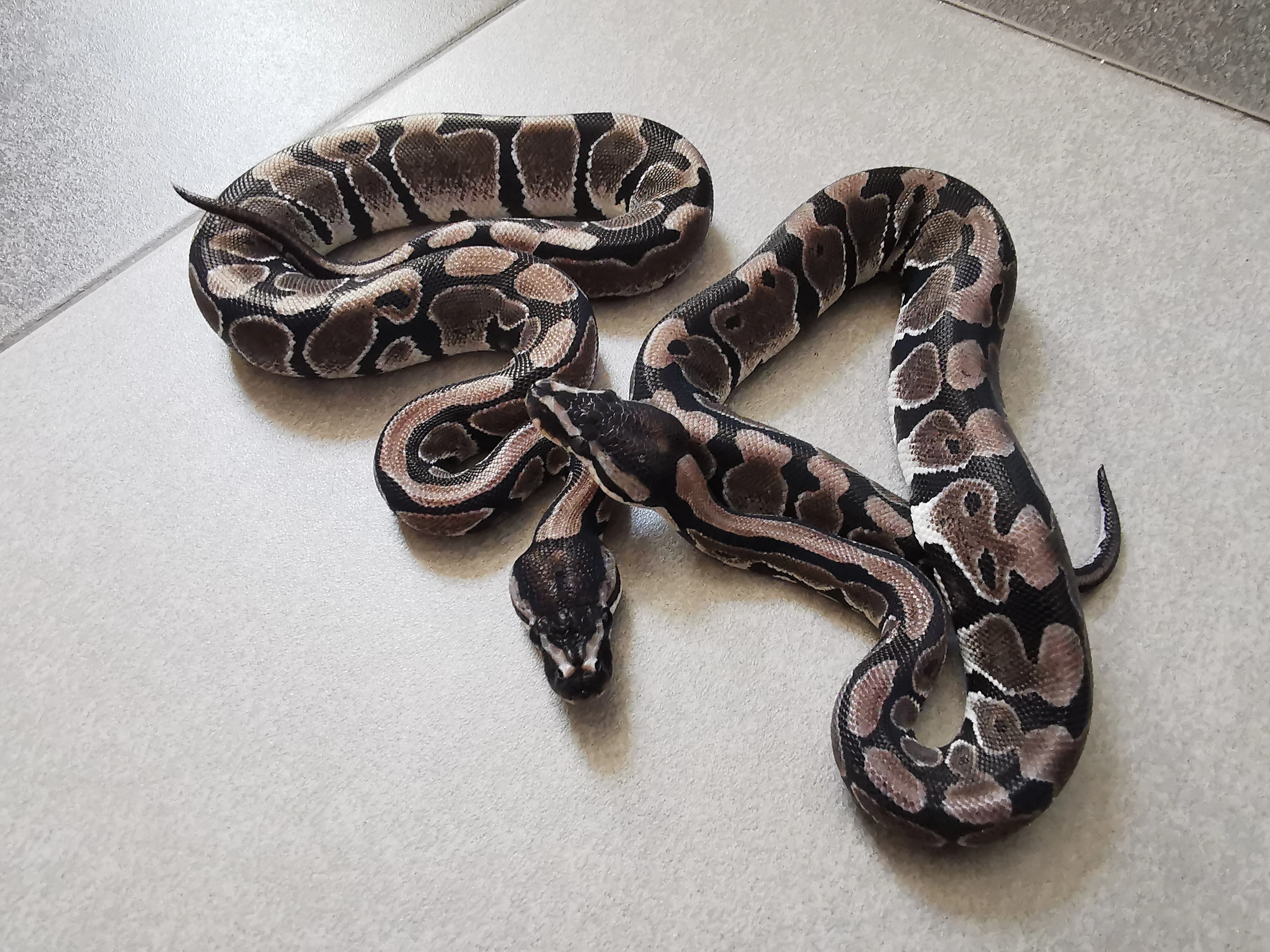 Samičky axanthic TSK